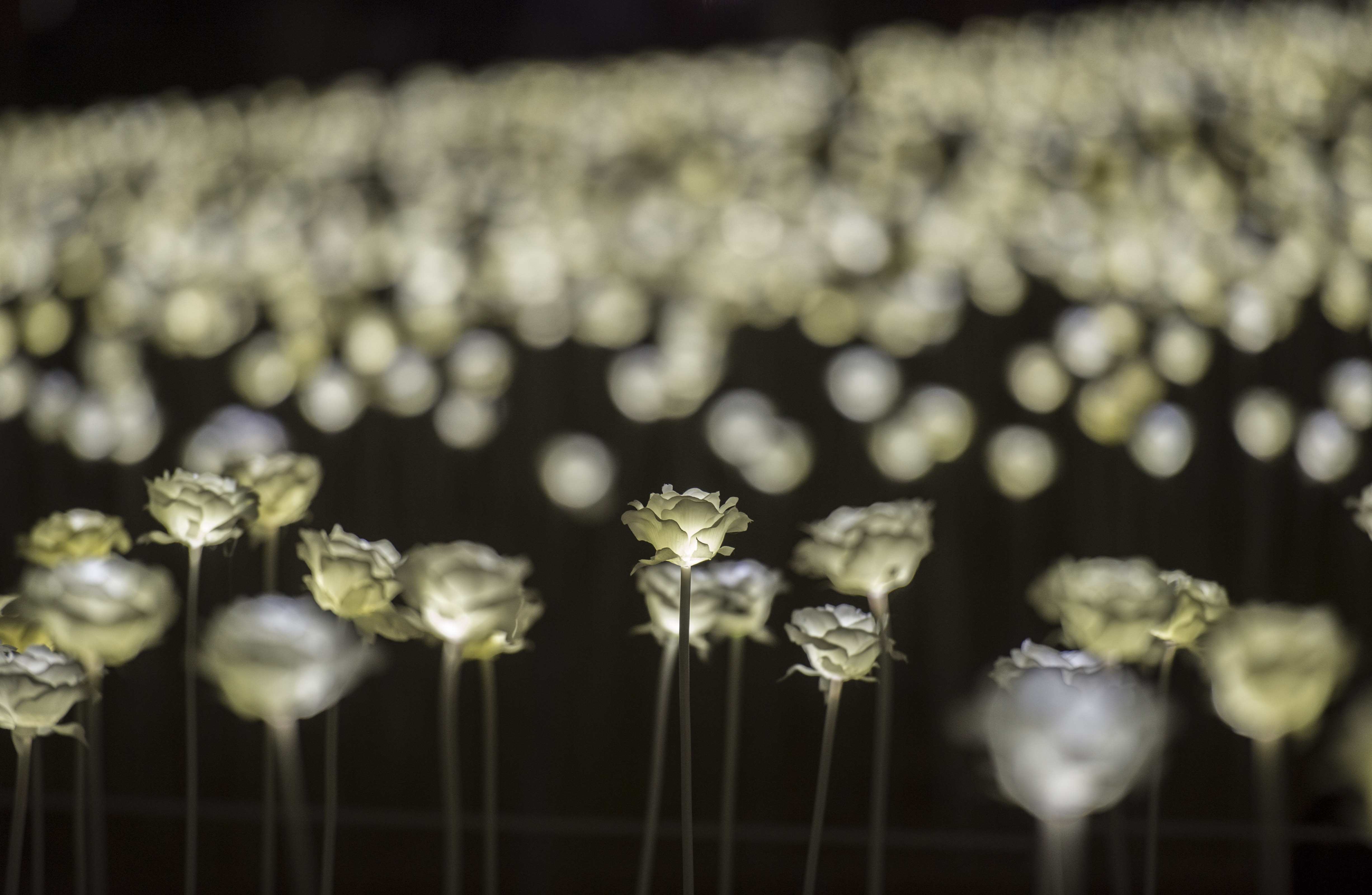 An installation of 25,000 rose-shaped LED lights was set up in Central, Hong Kong, to mark Valentine’s Day this year. When it comes to helping start-ups, the more important objective for the government should be to develop the whole sector. Photo: Xinhua