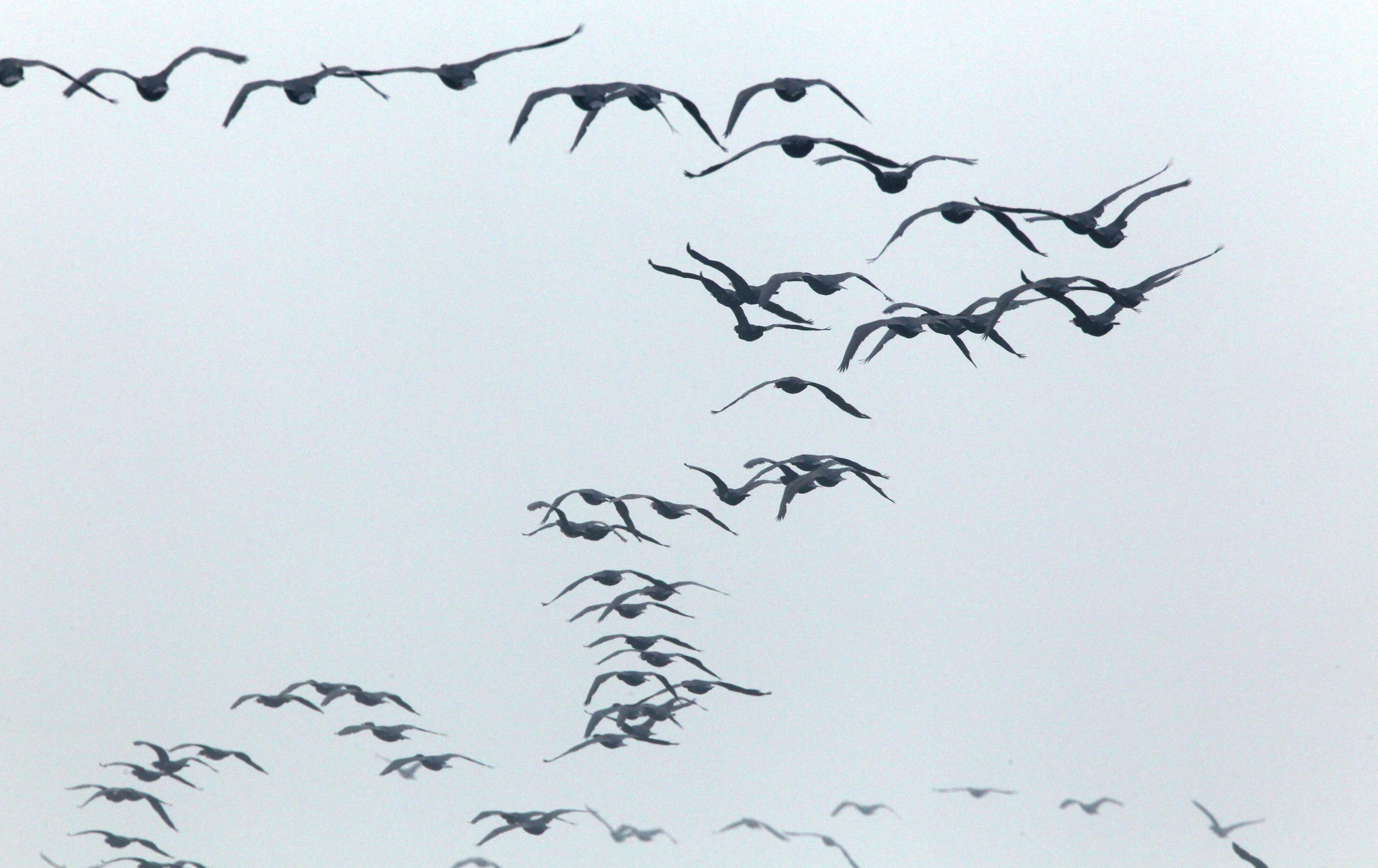 A flock of great cormorants have been spotted over Tuen Mun. Photo: SCMP Pictures