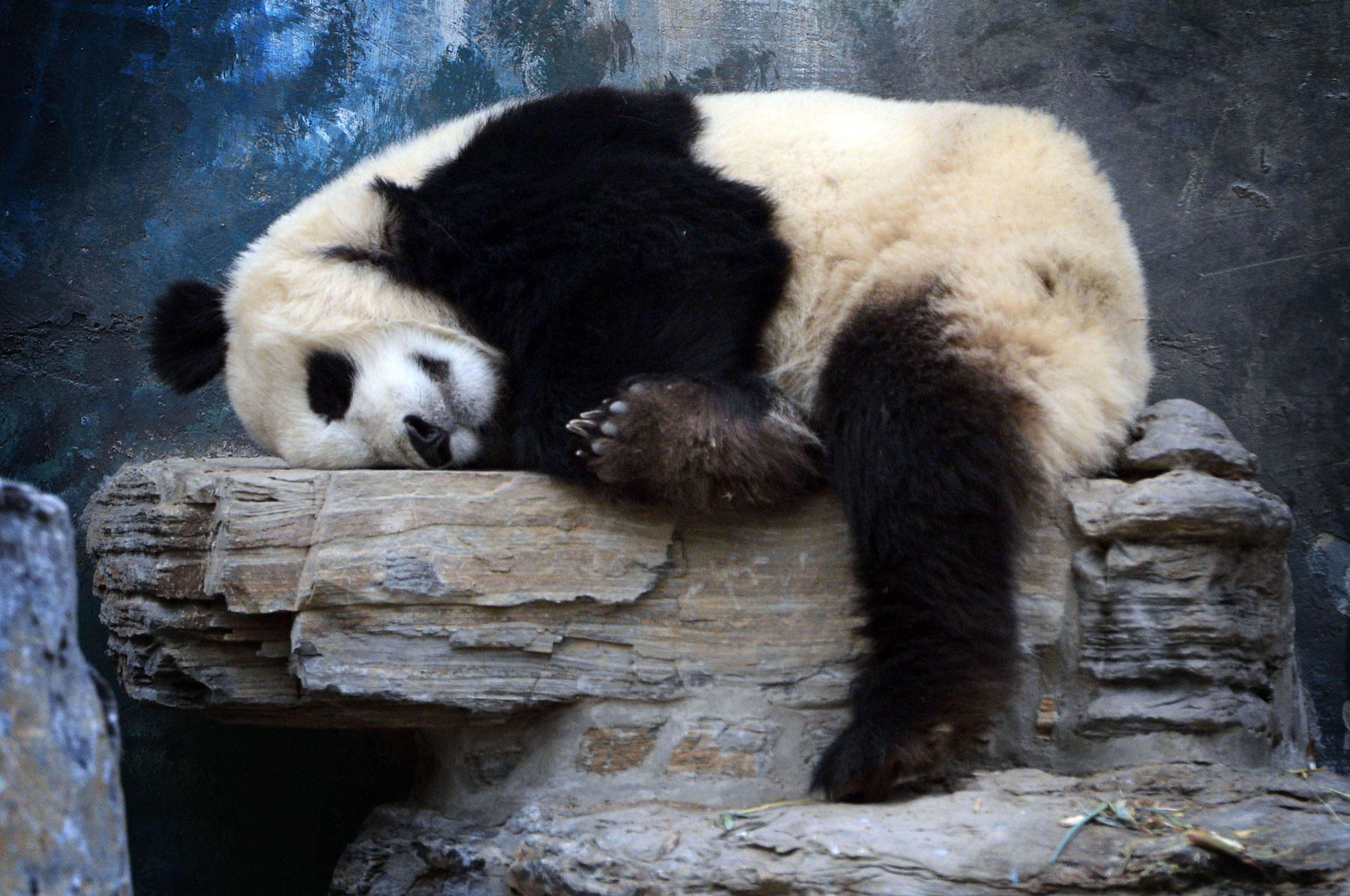 A giant panda relaxes in the Olympic Games Panda Bear enclosure at Beijing Zoo. Photo: AFP