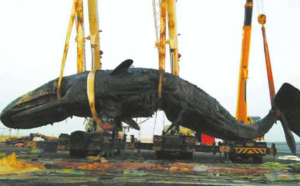 One of the two whales found dead in Jiangsu province last month. Photo: SCMP Pictures