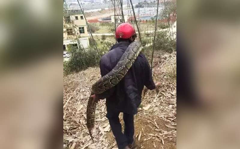 The python found by building workers in Fujian province. Photo: SCMP Pictures