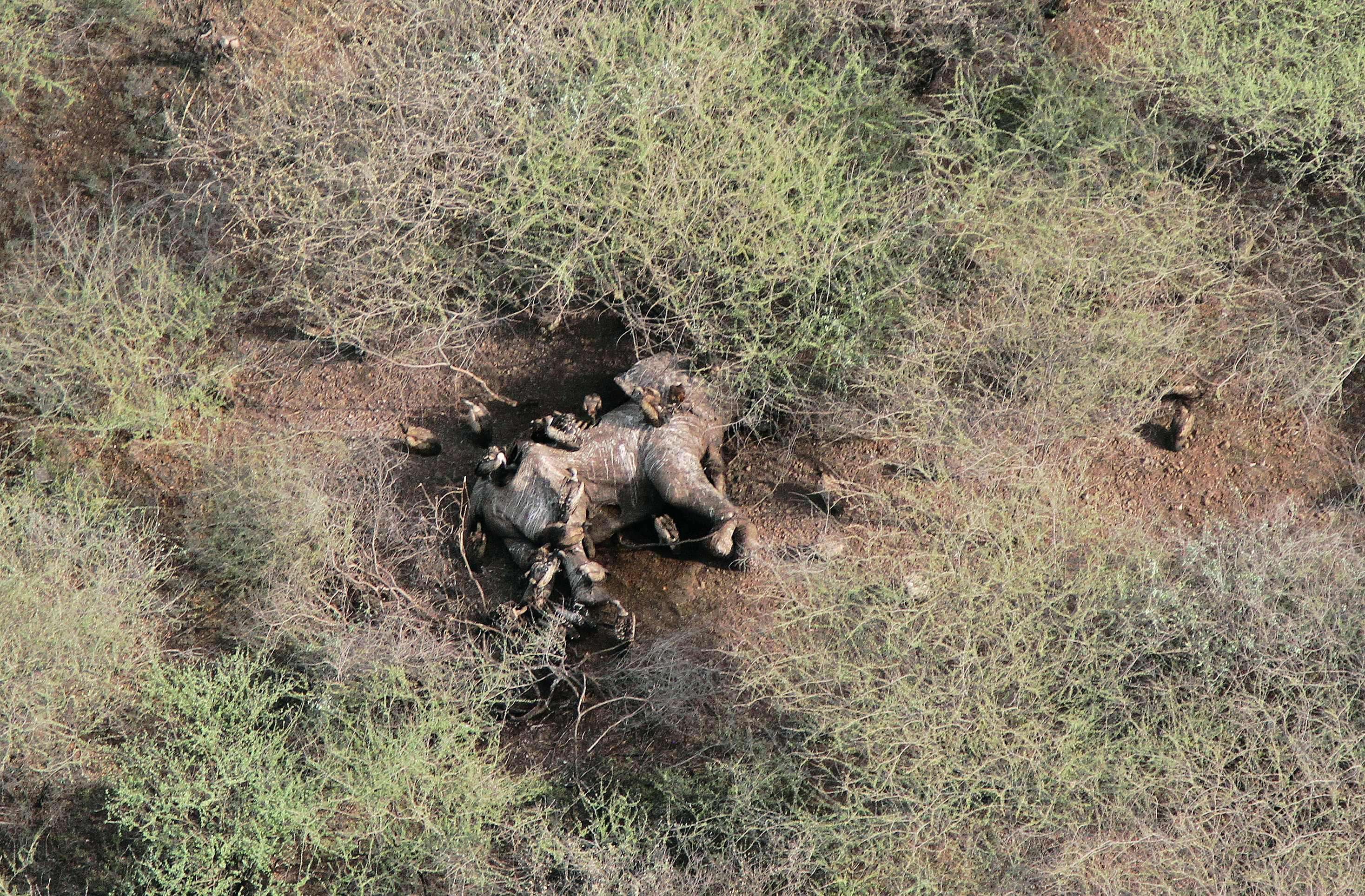 An aerial view of a dead, poached elephant in a national park in South Sudan. Photo: AFP/Wildlife Conservation Society