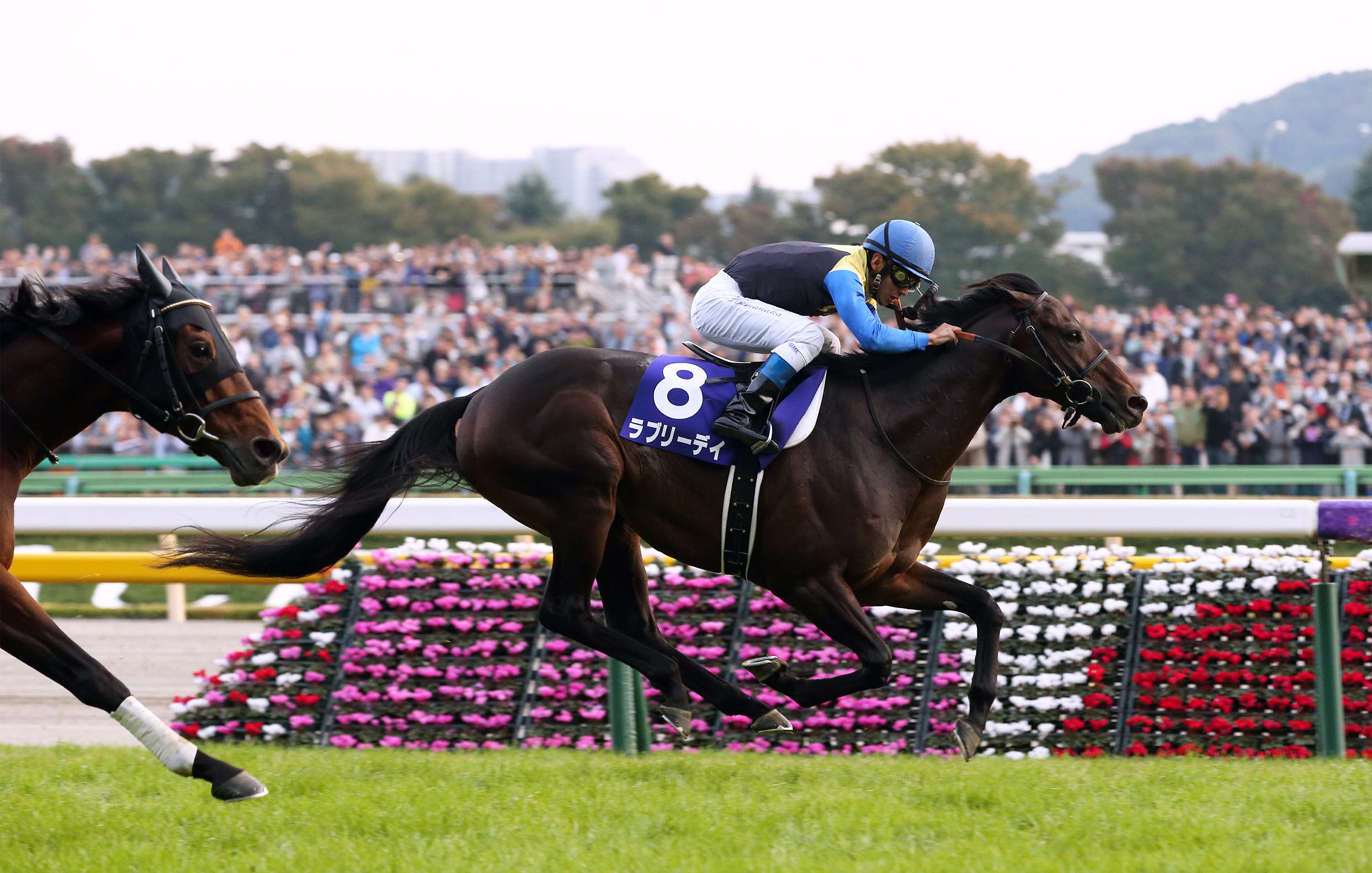 Lovely Day (Suguru Hamanaka) wins the Tenno Sho (Autumn) in November. He had his final preparation for the QE II Cup in the Sankei Osaka Hai on Sunday, finishing fourth to Ambitious. Photo: Japan Racing Association