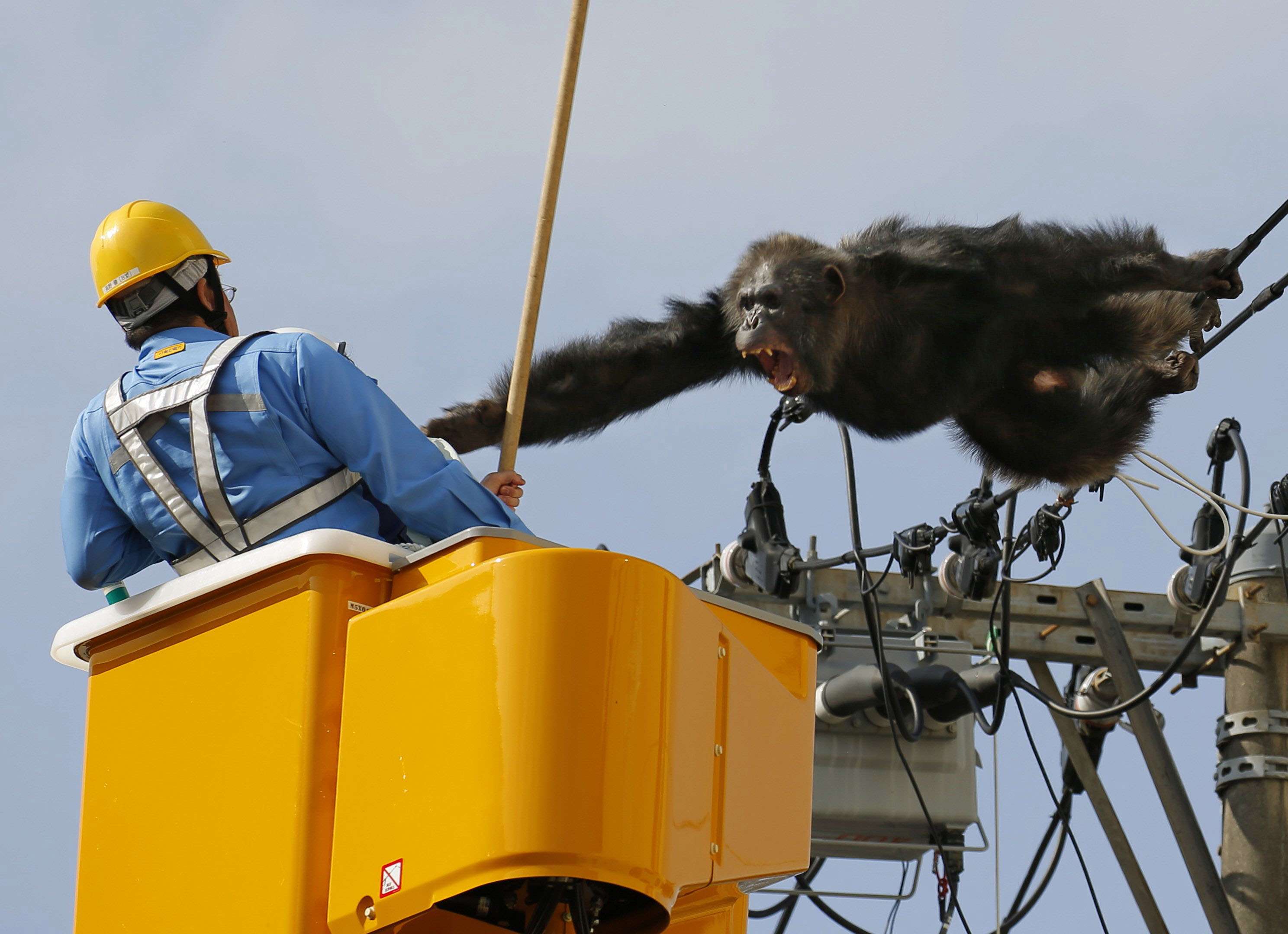 Monkey business: Chacha the runaway chimp survives fall from power