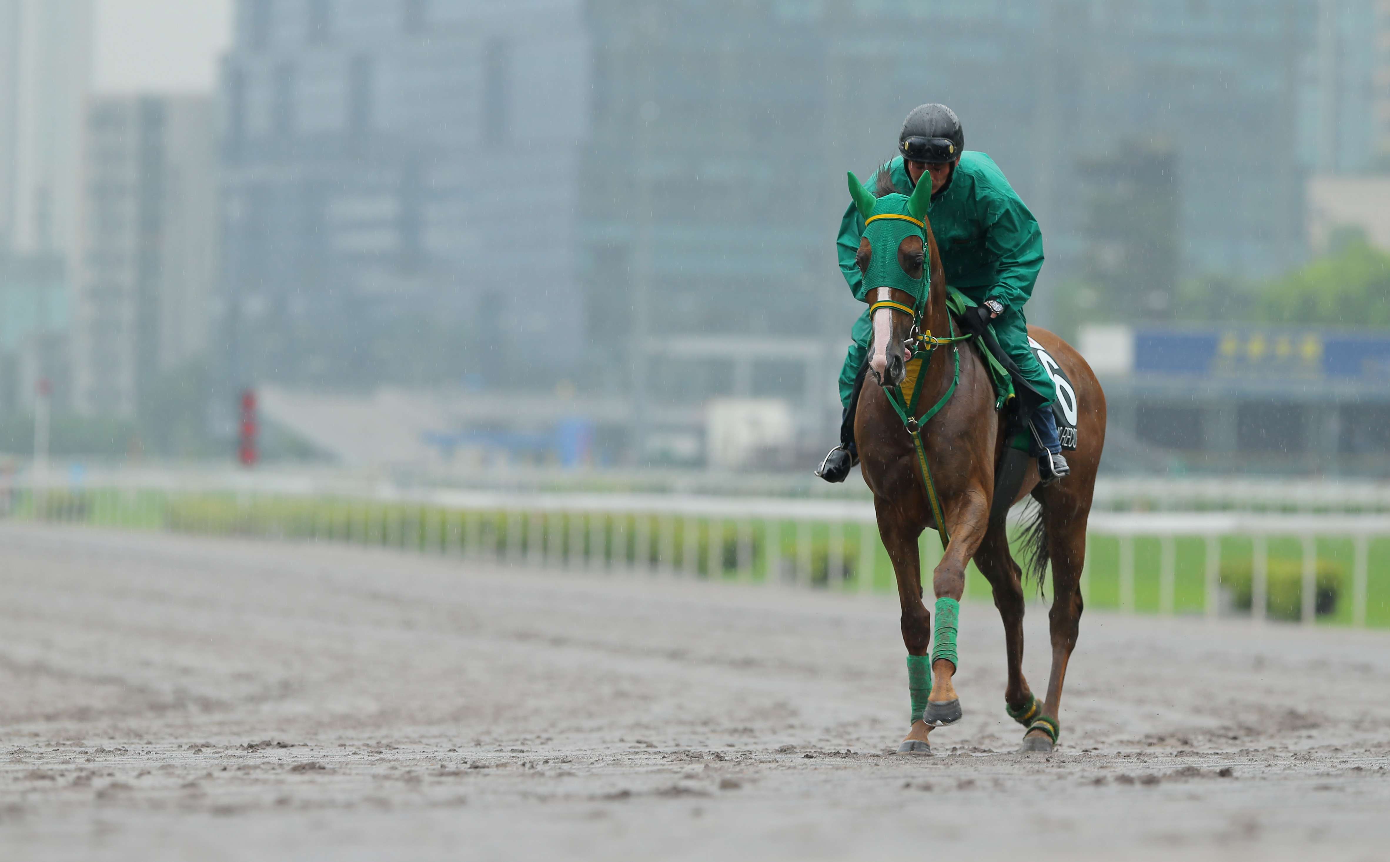 The 2016 QE II Cup runner Nuovo Record trots on a very wet all-weather track at Sha Tin on Monday morning. Photos: Kenneth Chan