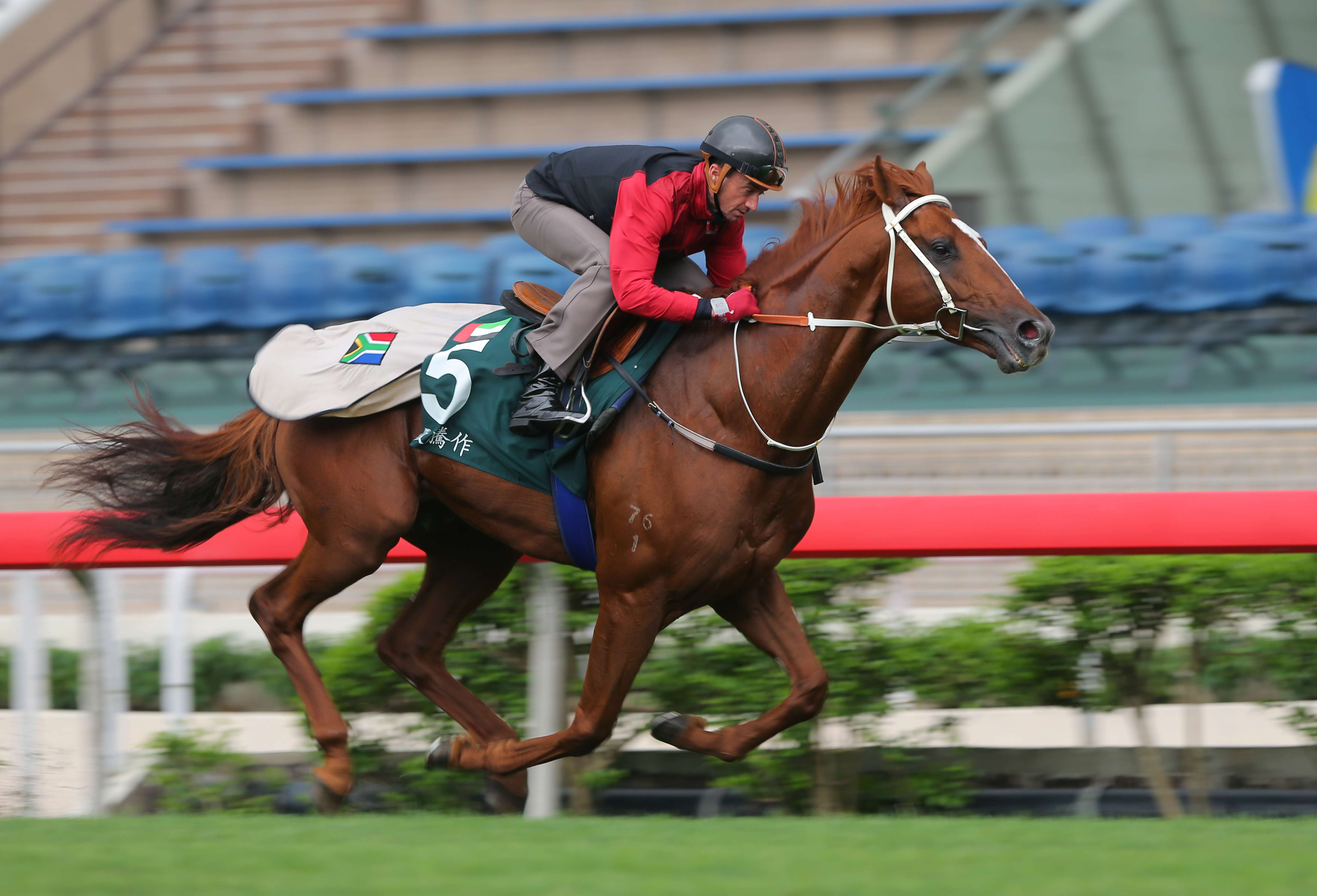 Douglas Whyte takes QE II Cup runner Ertijaal out for a breezy workout at Sha Tin on Tuesday. Photos: Kenneth Chan