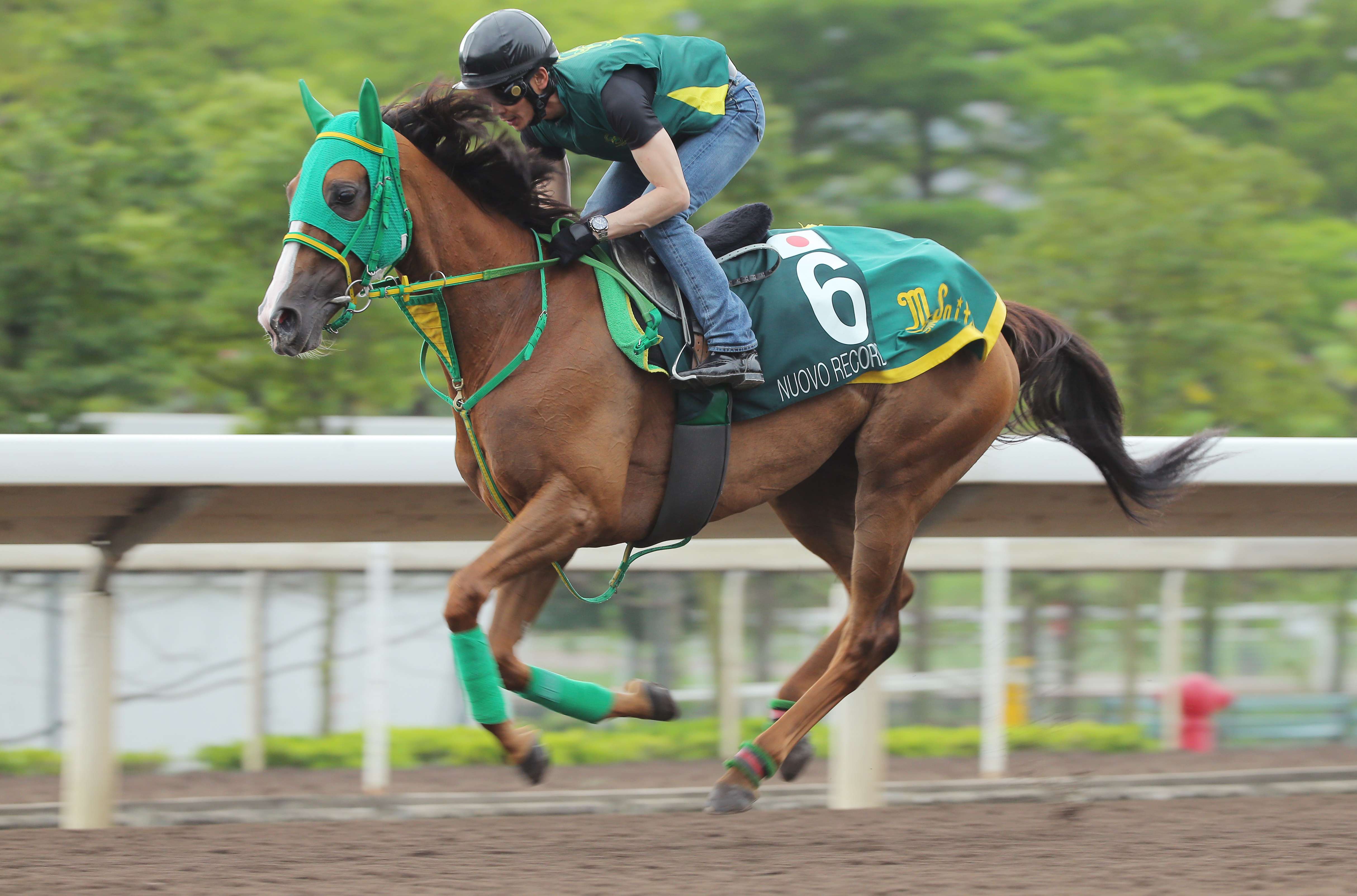 QE II Cup runner Nuovo Record gallops on the all weather track at Sha Tin. Photos: Kenneth Chan