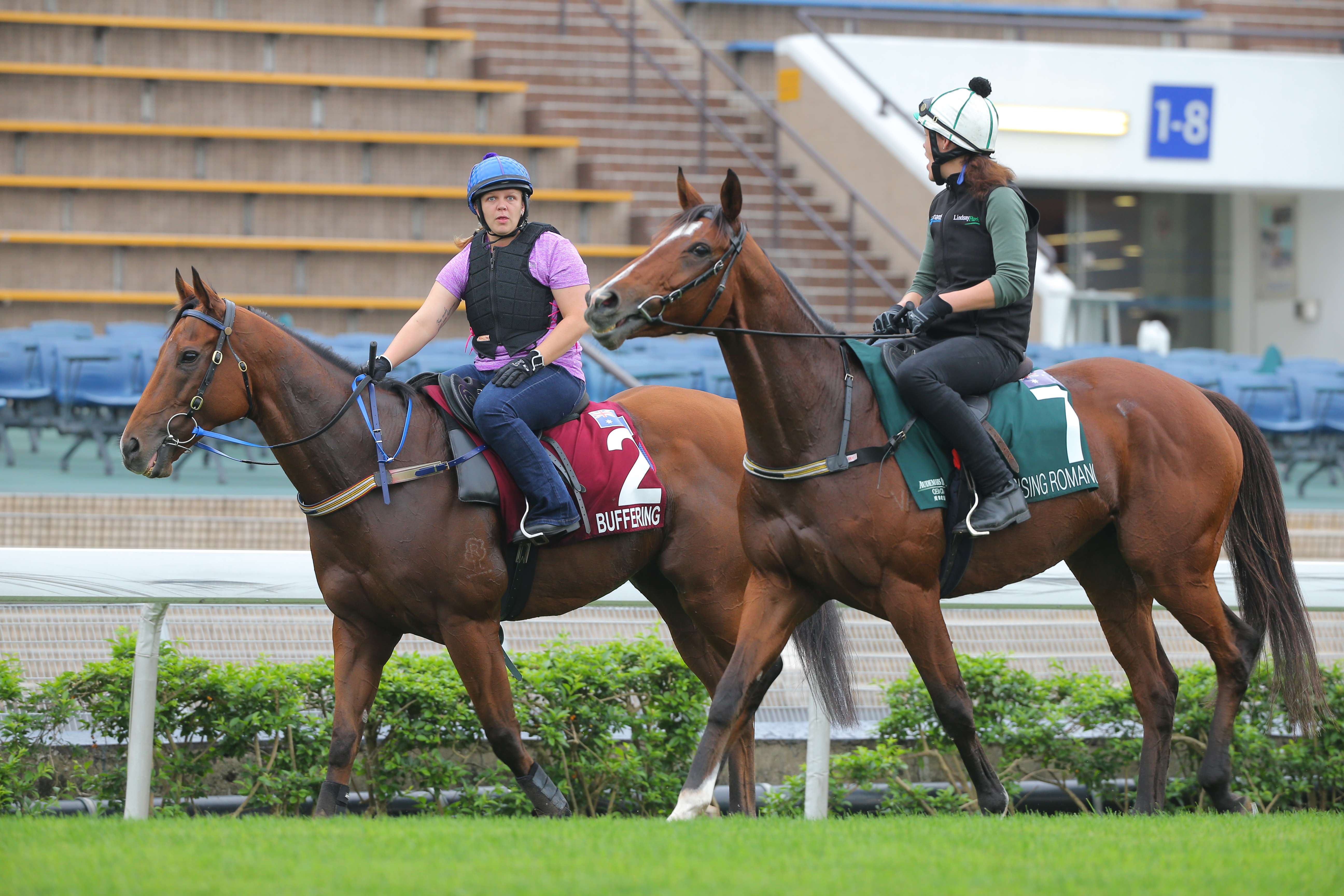 Buffering (far side) and Rising Romance return to the quarantine stables after schooling in the parade ring on Wednesday. Photo: Kenneth Chan