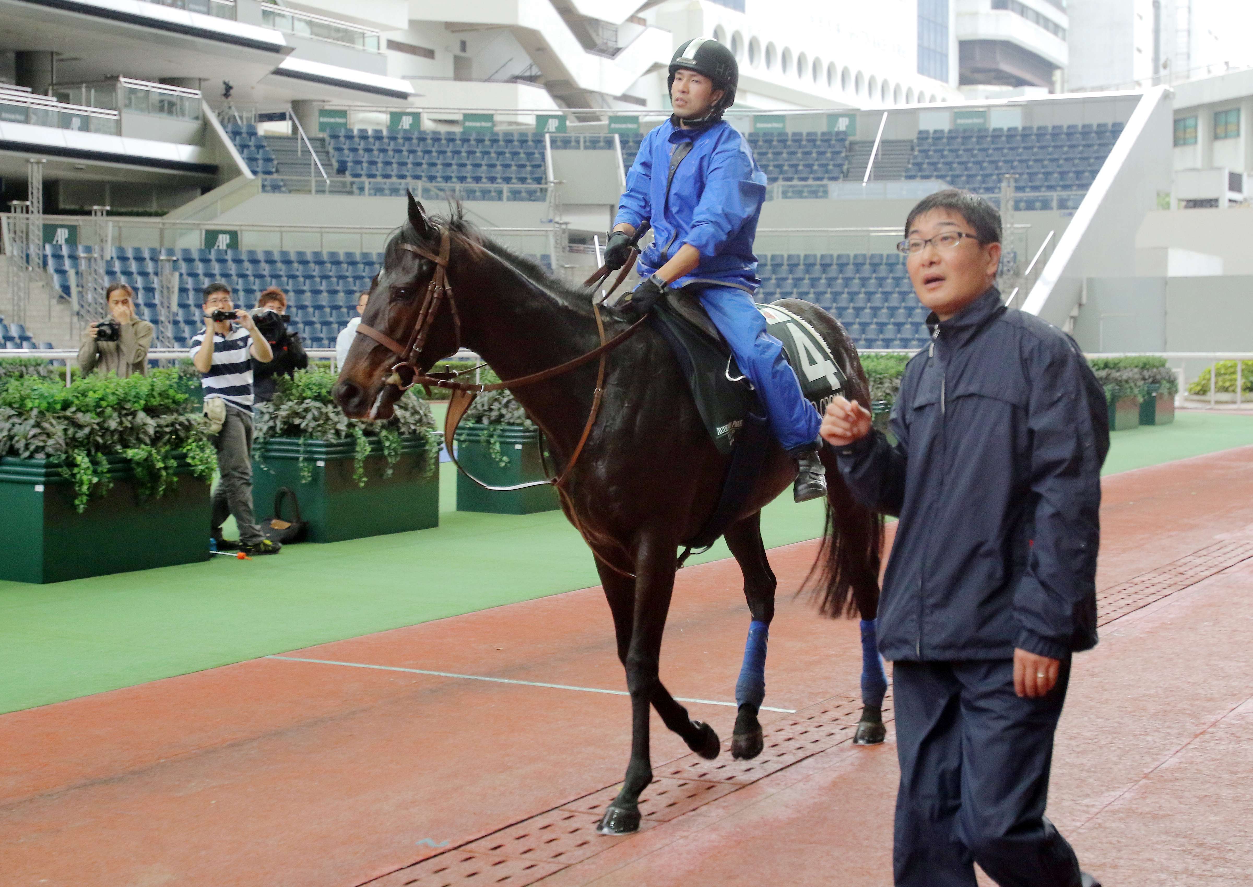Japanese raider Satono Crown is schooled in the parade ring after a gallop on the turf at Sha Tin on Friday as trainer Noriyuki Hori accompanies his charge. Photos: Kenneth Chan