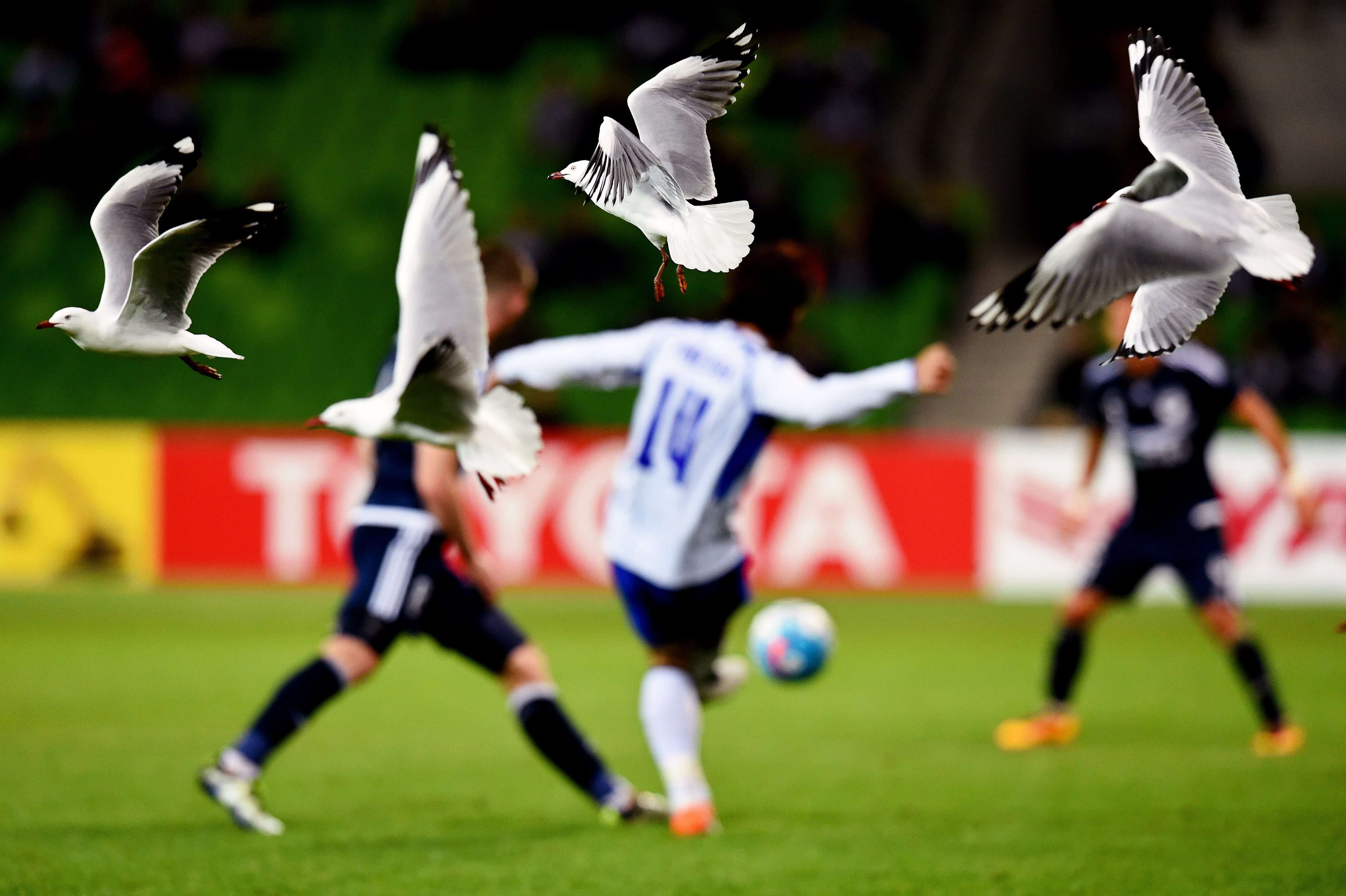 Seagulls fly past during the AFC Champions League Group G soccer match between Melbourne Victory and Gamba Osaka. Photo: EPA