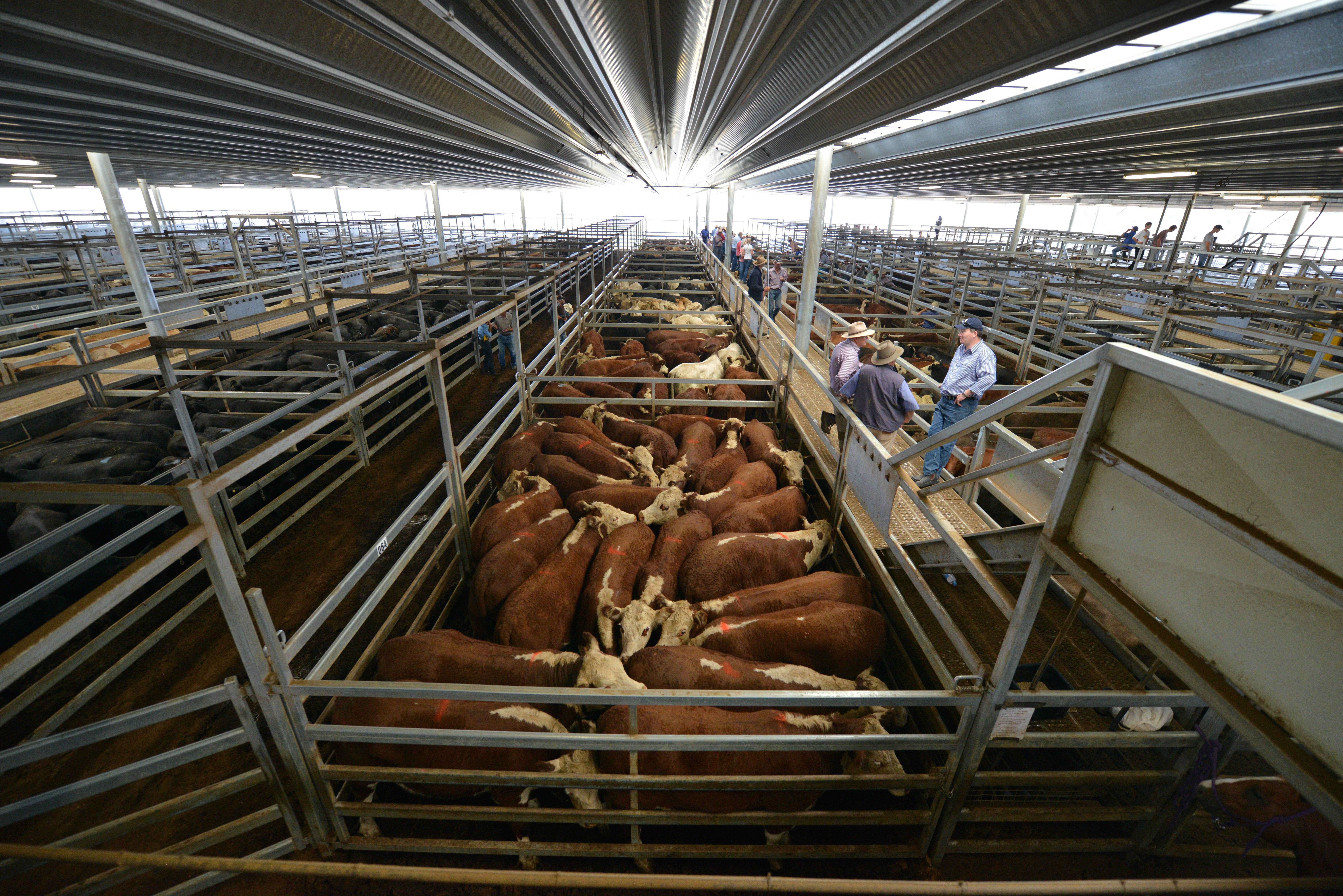 Farmers attend a weekly livestock sale near the town of Carcoar in New South Wales, Australia. Photo: Reuters
