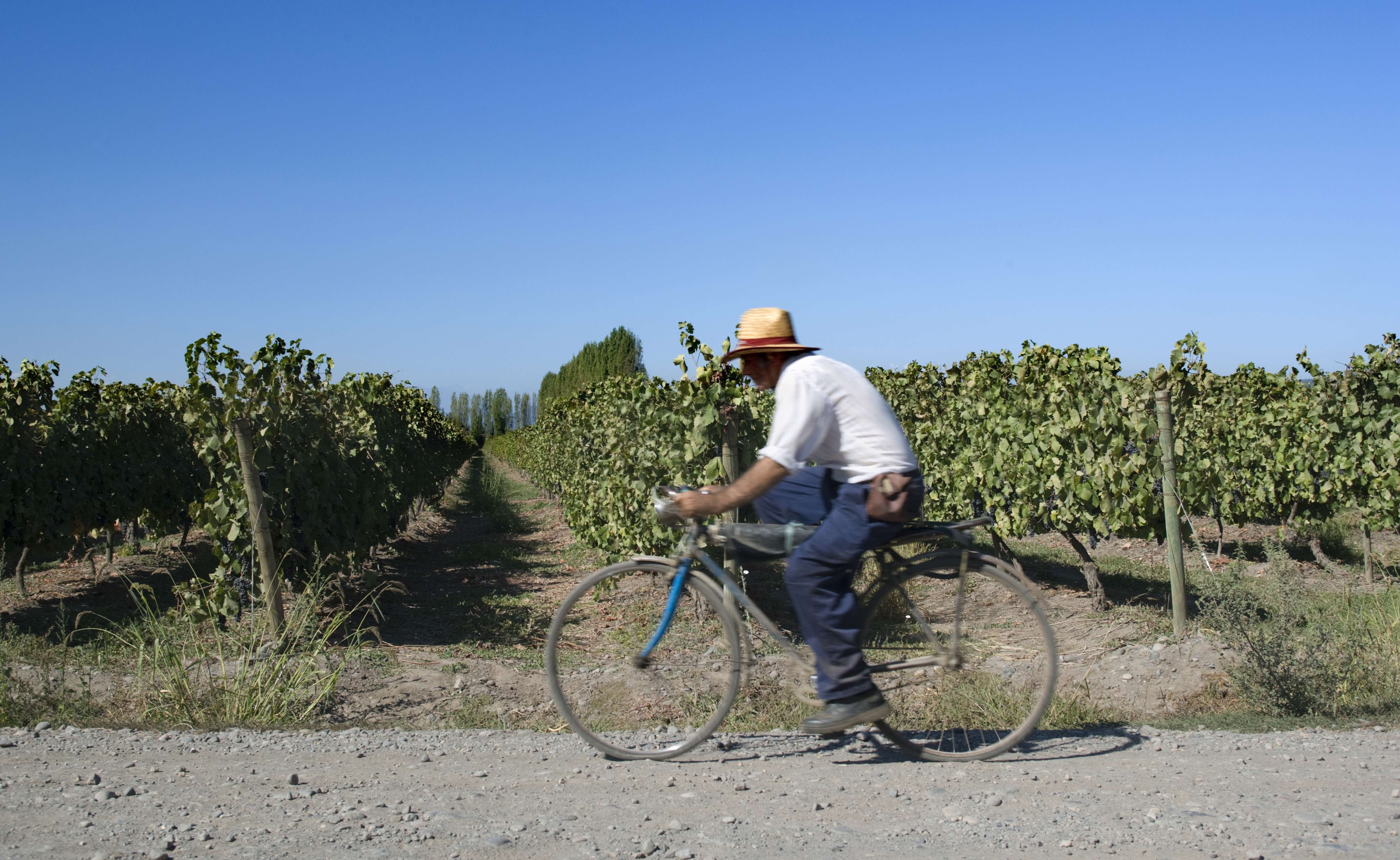 Concha Y Toro’s vineyard in Colchagua Valley, Chile. Photo: Corbis