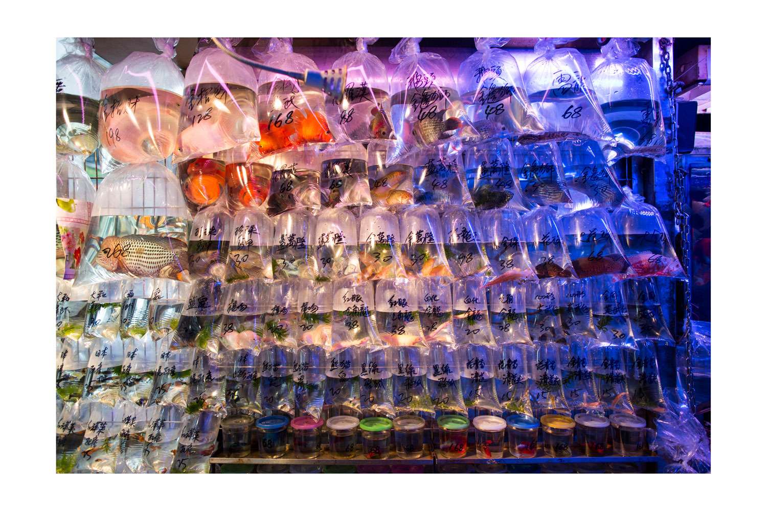 One of the goldfish shops on the Hong Kong goldfish market. From the exhibition Hong Kong Goldfish Market at Brooklyn Bridge Park, New York. Photo: Copyright Janus van den Eijnden