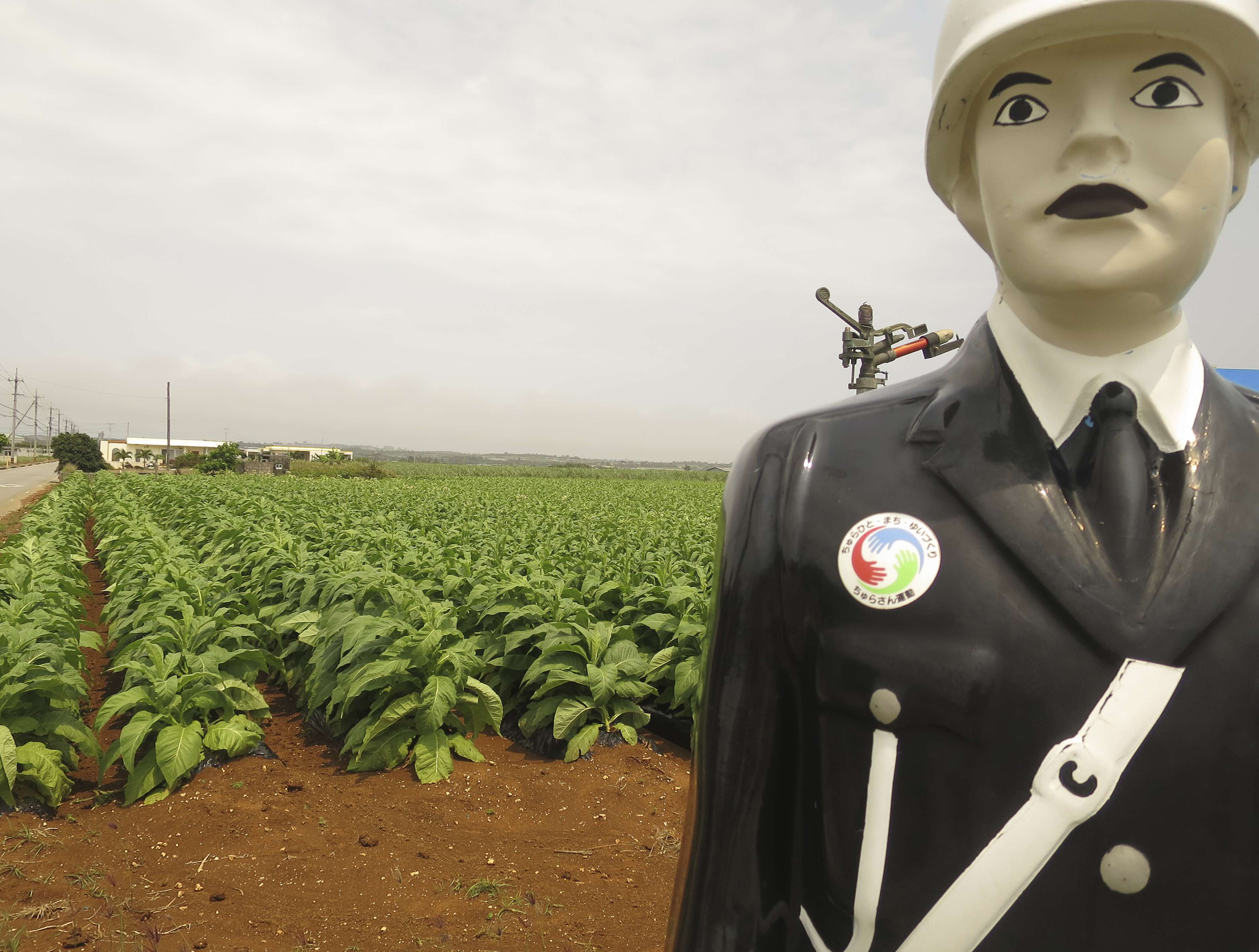 Omawari-san, a fibreglass policeman, guards tobacco plants in Miyako, Okinawa. Pictures: Cecilie Gamst Berg