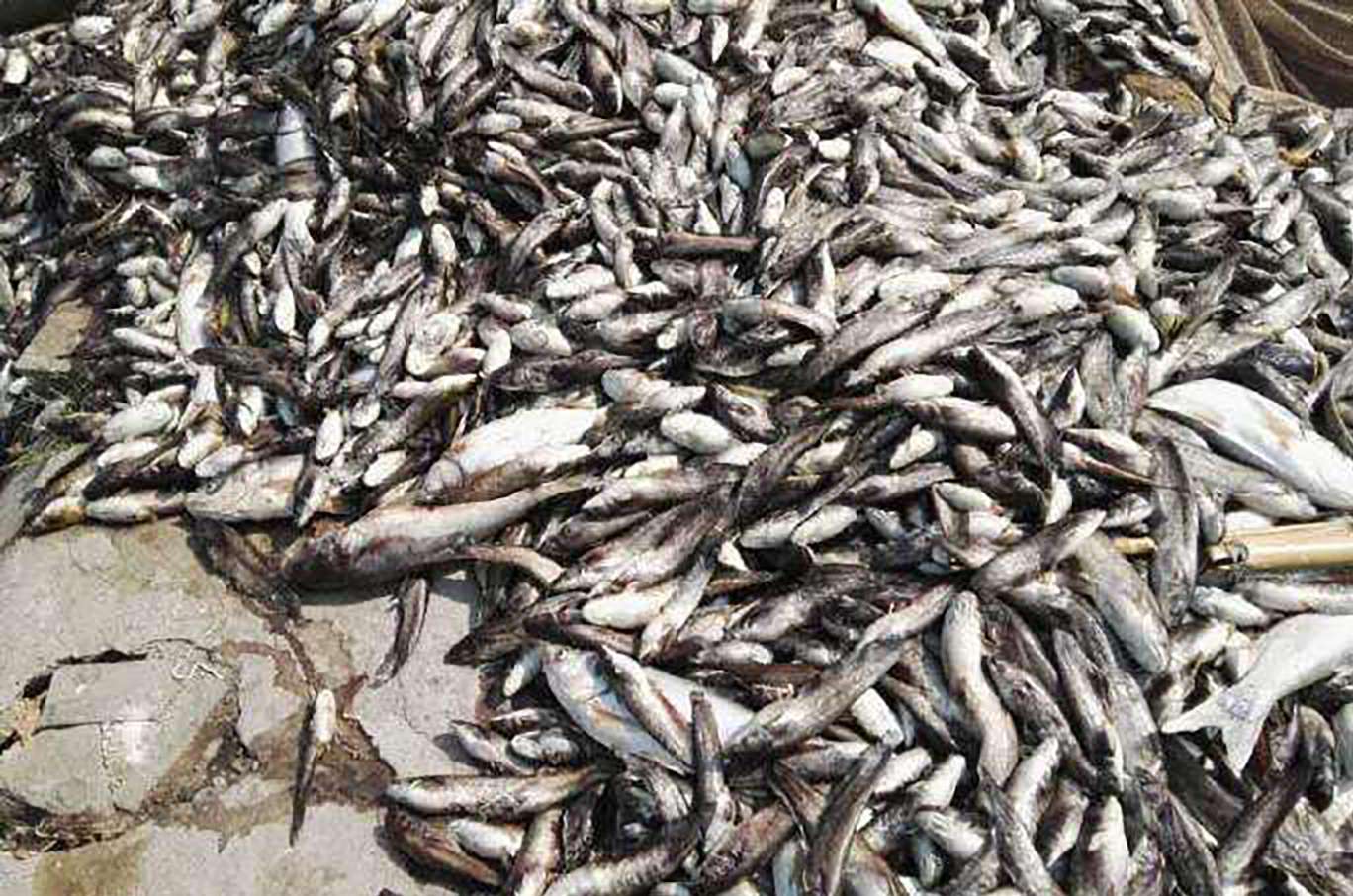 Scalding waters in a fishpond caused the death of tons of fish. Photo: SCMP Pictures