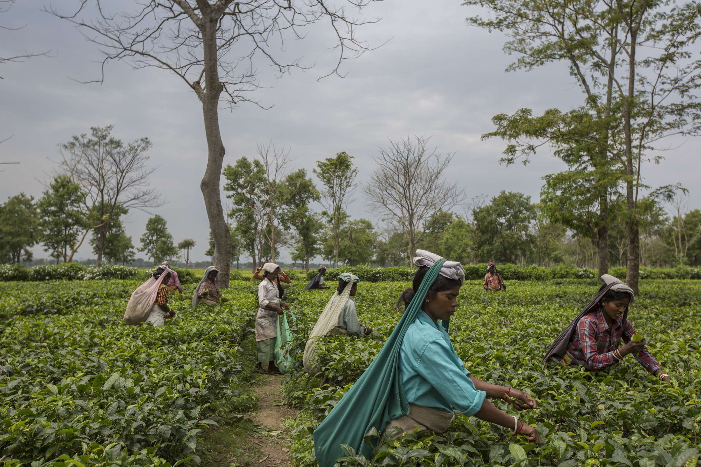 Workers endure poverty little changed since their 19th century ancestors began work as bonded labourers, and as industry declines and tea gardens close they struggle for food and are prey to human traffickers