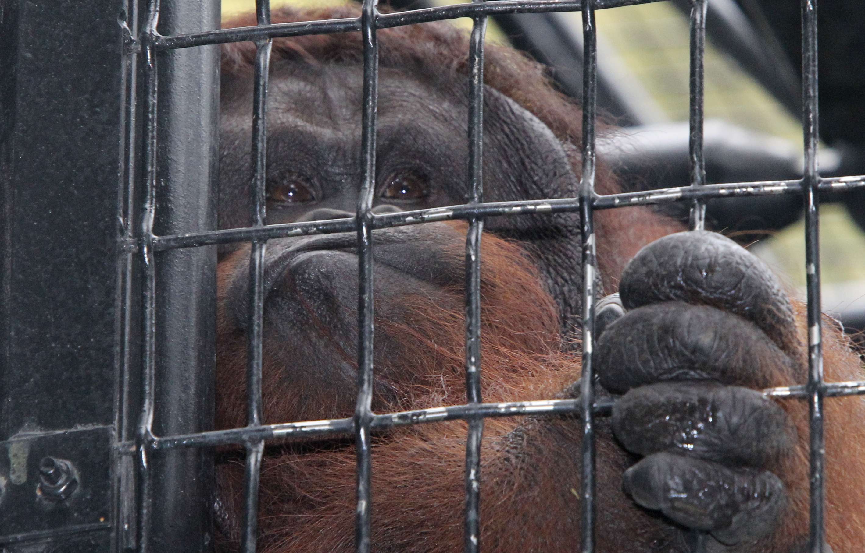 Vandu, who arrived in 2010 from a zoo in Hungary and is father to locally born twins Wan Wan and Wah Wah, is among the intelligent primates forced to live a caged life at the Hong Kong Zoological and Botanical Gardens. Photo: David Wong