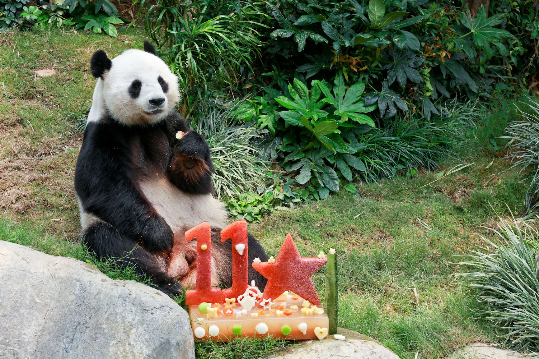 Le Le at his birthday party at Ocean Park, with Ying Ying’s absence sparking suggestions she was pregnant. Photo: SCMP Pictures