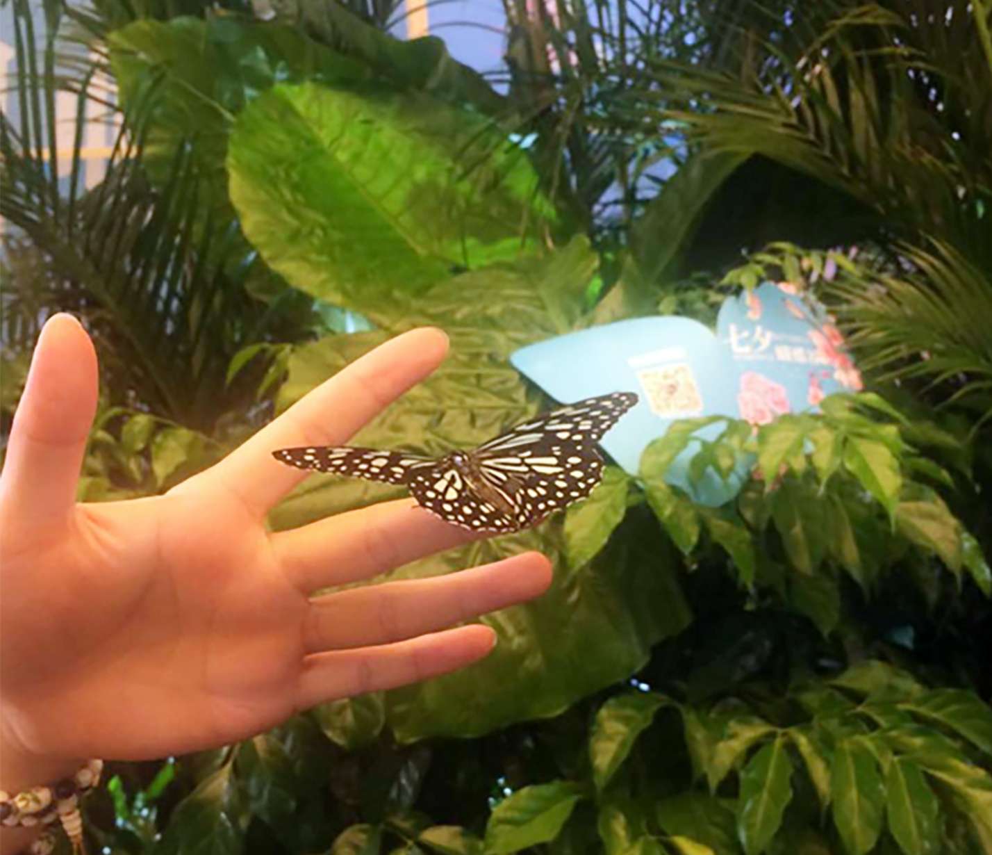 A visitor handles a butterfly at the mall. Photo: SCMP Pictures