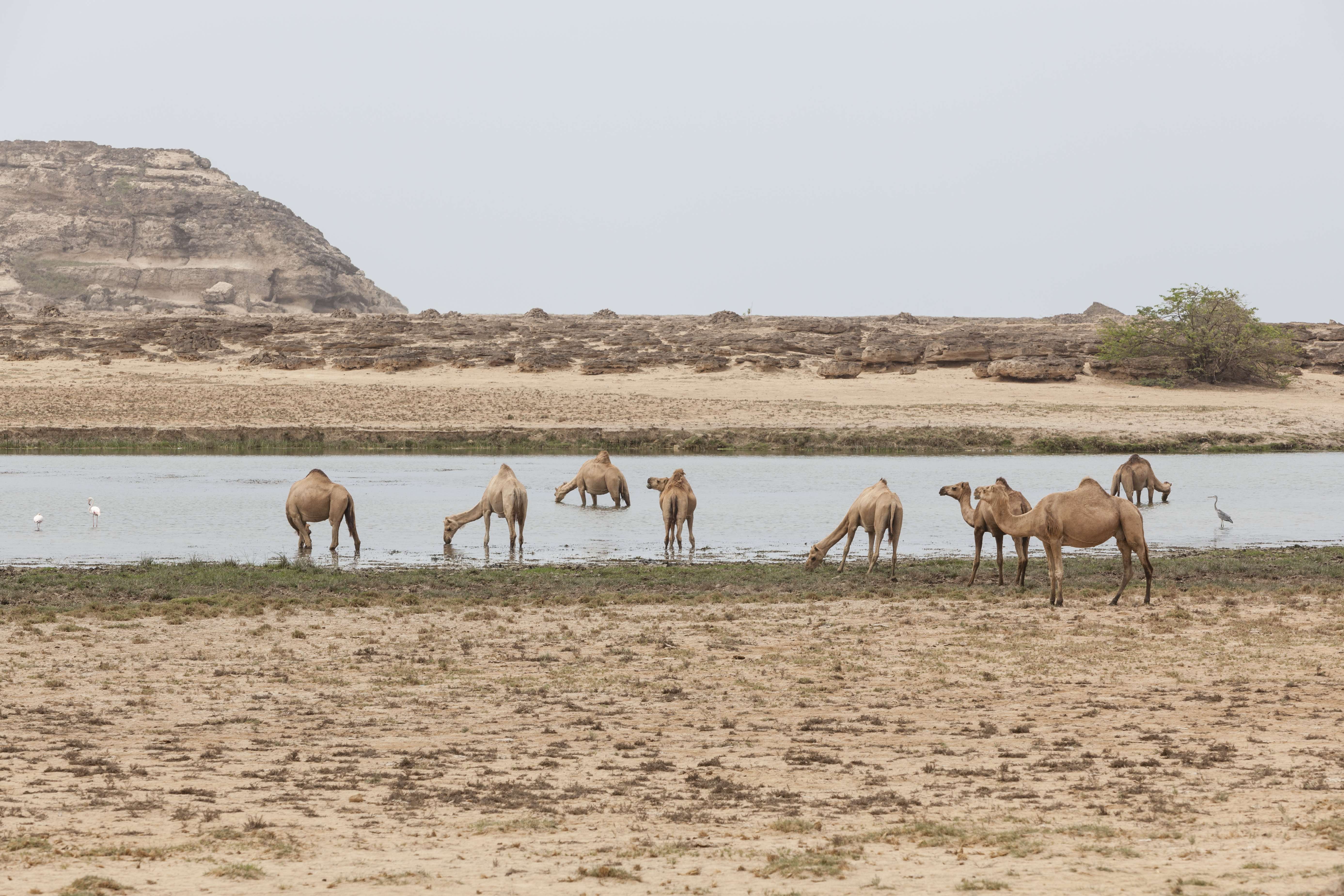 Wild camels at Khor Rori. Pictures by Glen Pearson