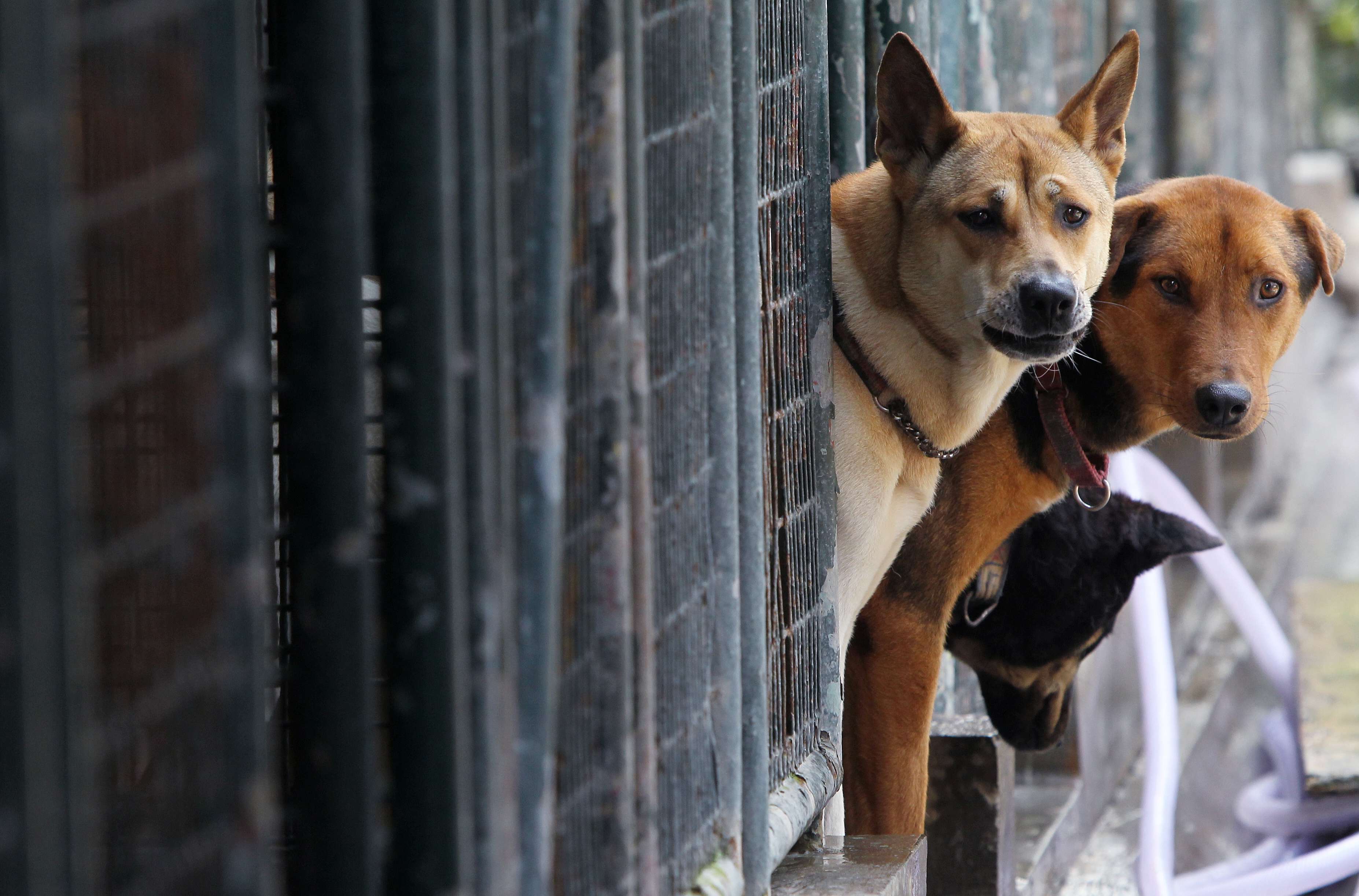 In a city where shelters are full of abandoned and mistreated dogs, activists hope that the tightened laws will be a strong enough deterrent against running a puppy mill. Photo: David Wong