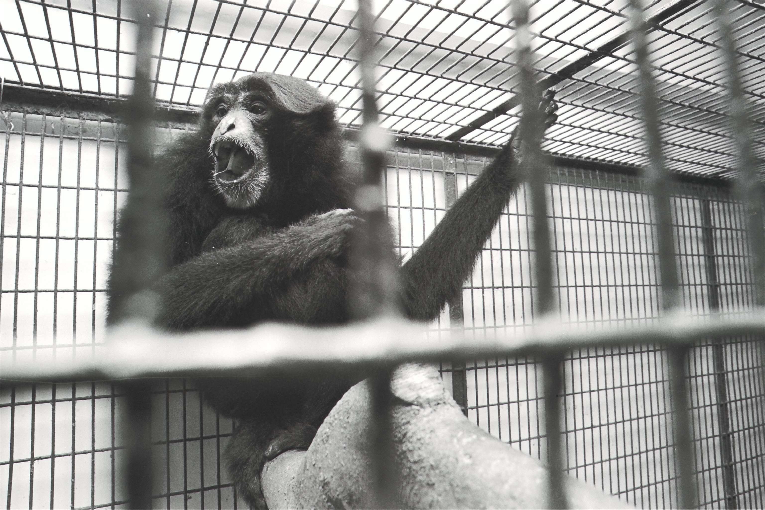 A gibbon at the Hong Kong Zoological and Botanical Garden, 1996.