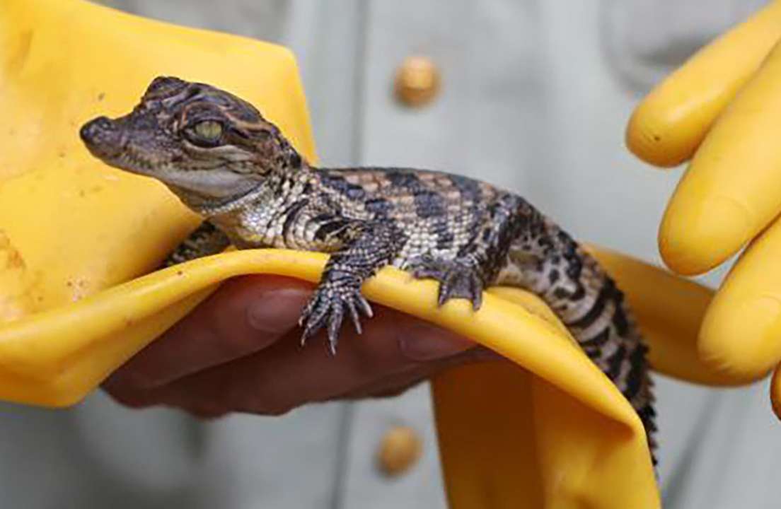 One of the crocodiles found in Guangxi. Photo: SCMP Pictures