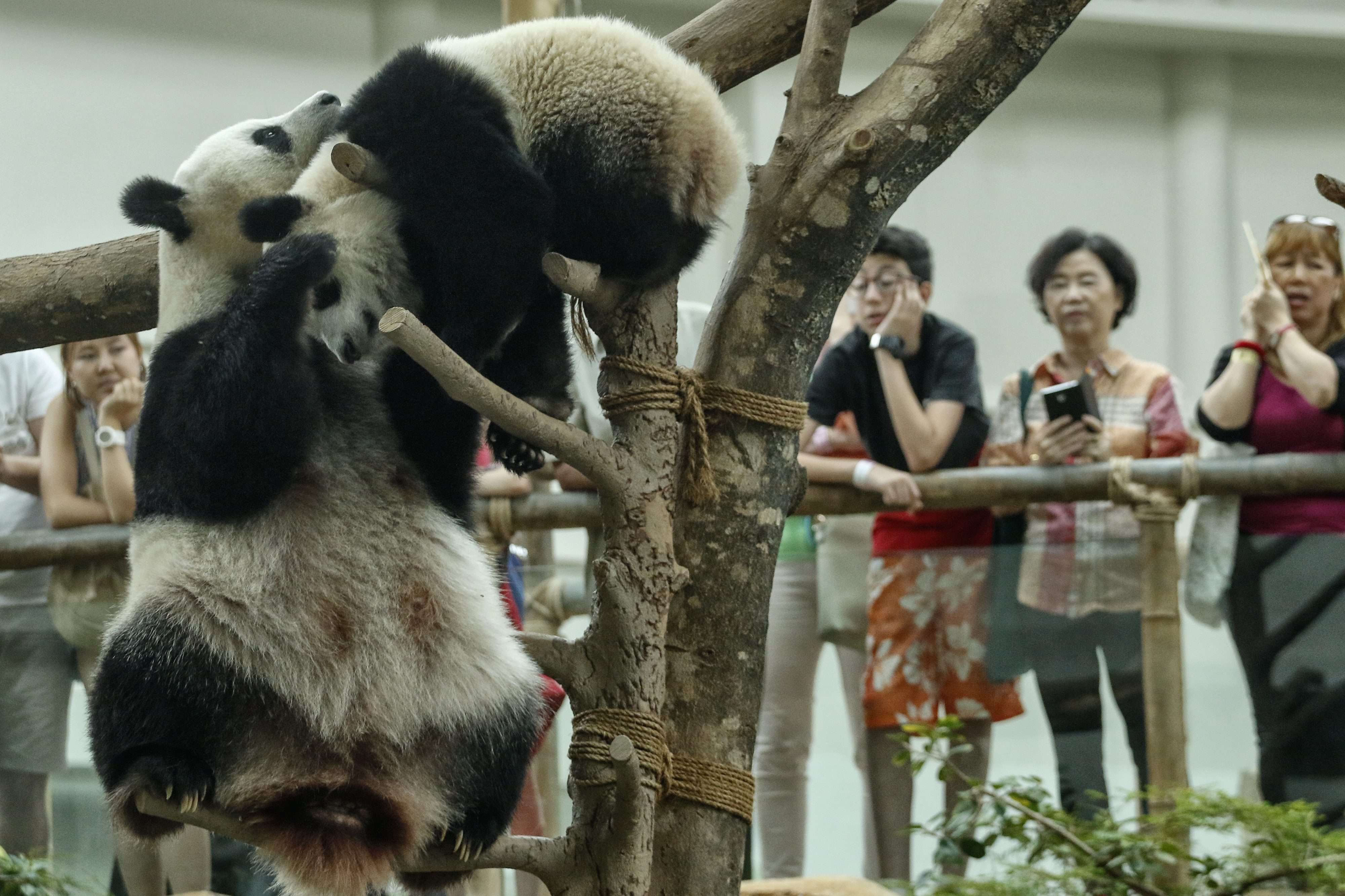 Visitors watch a mother and daughter pair of pandas play at the Malaysian zoo in Kuala Lumpur. The pandas are on loan from China to celebrate bilateral ties. Photo: EPA
