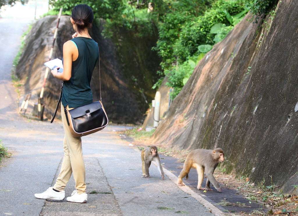 Monkeys in Kam Shan Country Park. Picture: SCMP