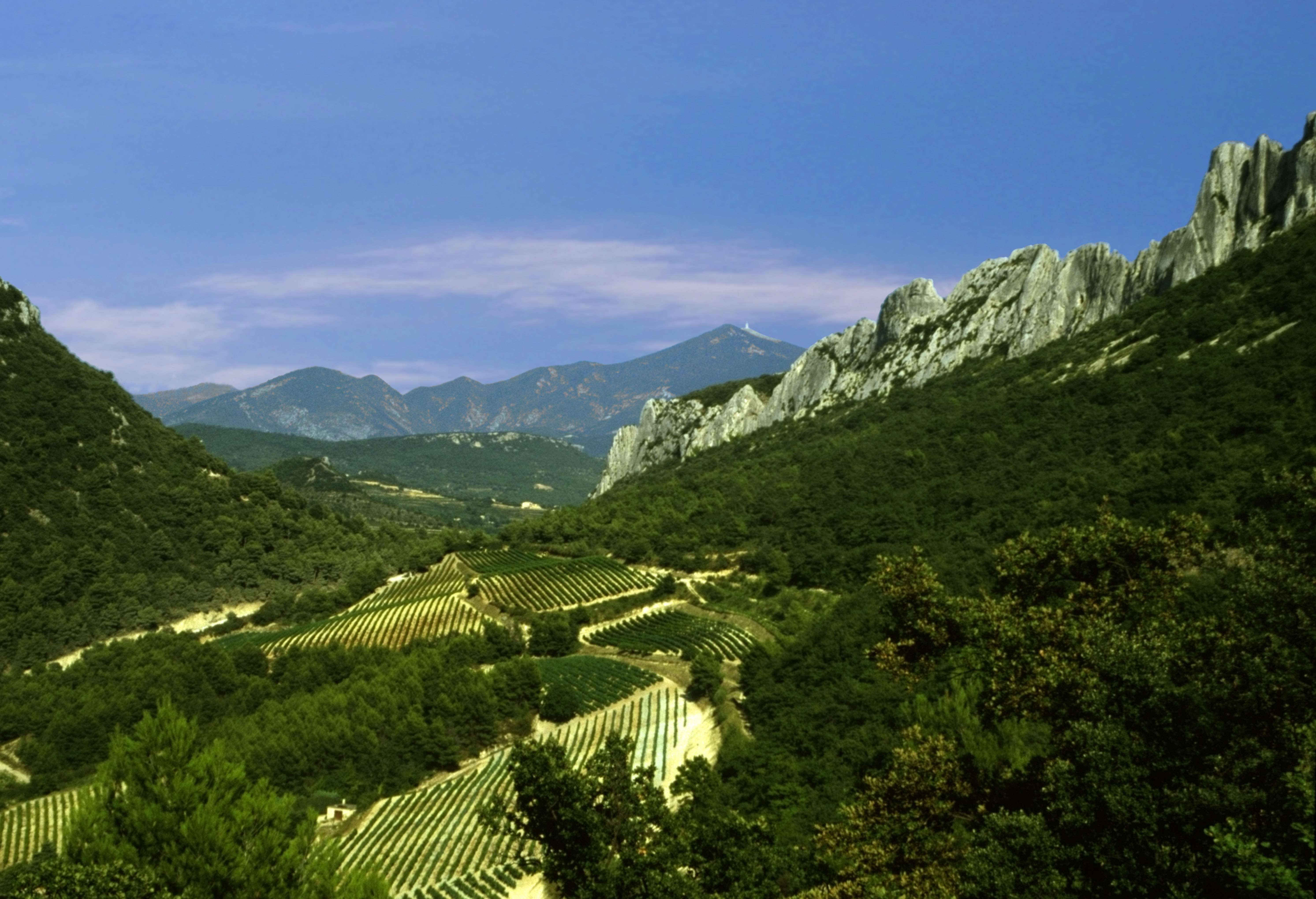 Vineyards in the Cotes du Rhône with Mont Ventoux in the background. Photo: Alamy