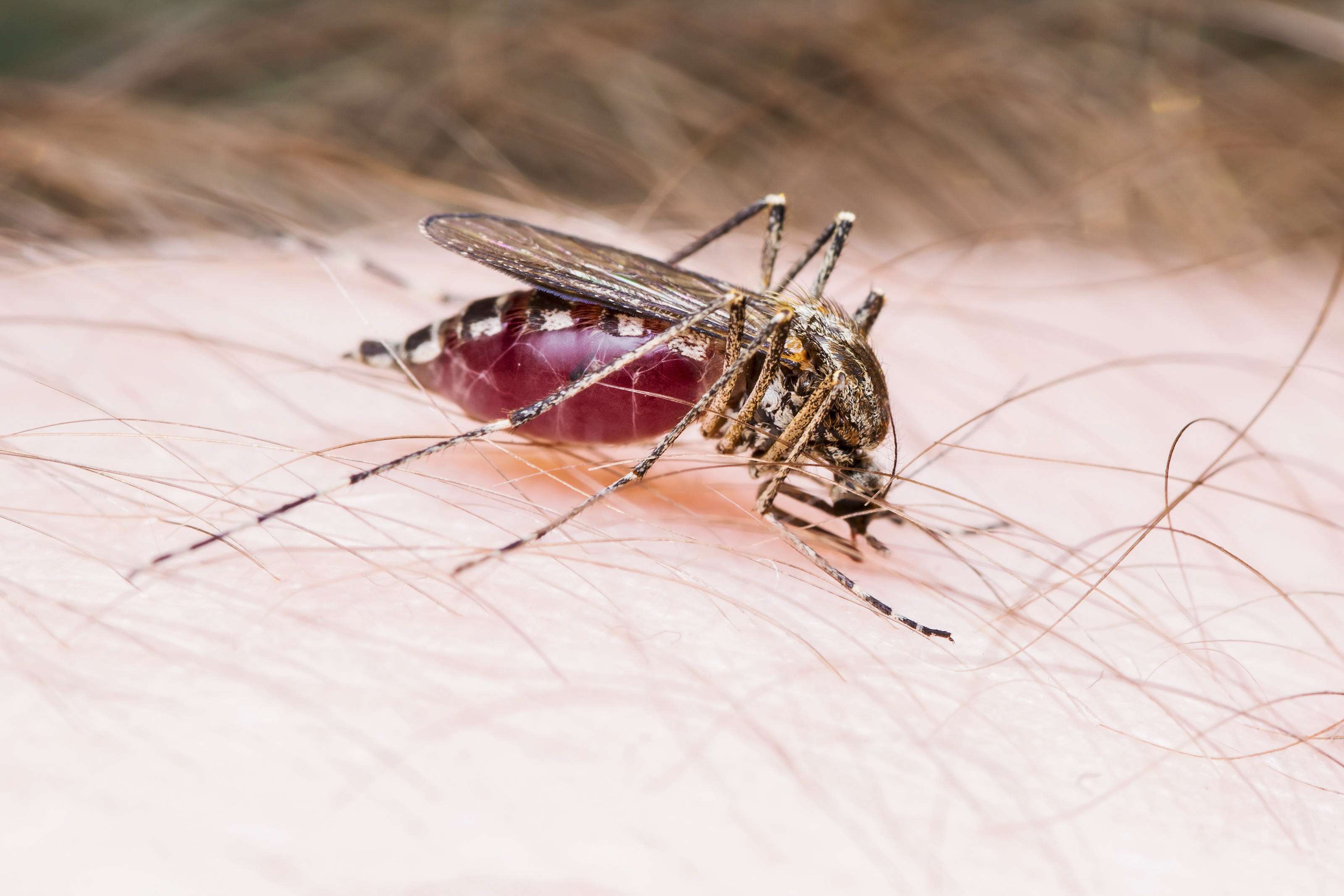 A mosquito full of blood. Photo: Alamy Stock Photo