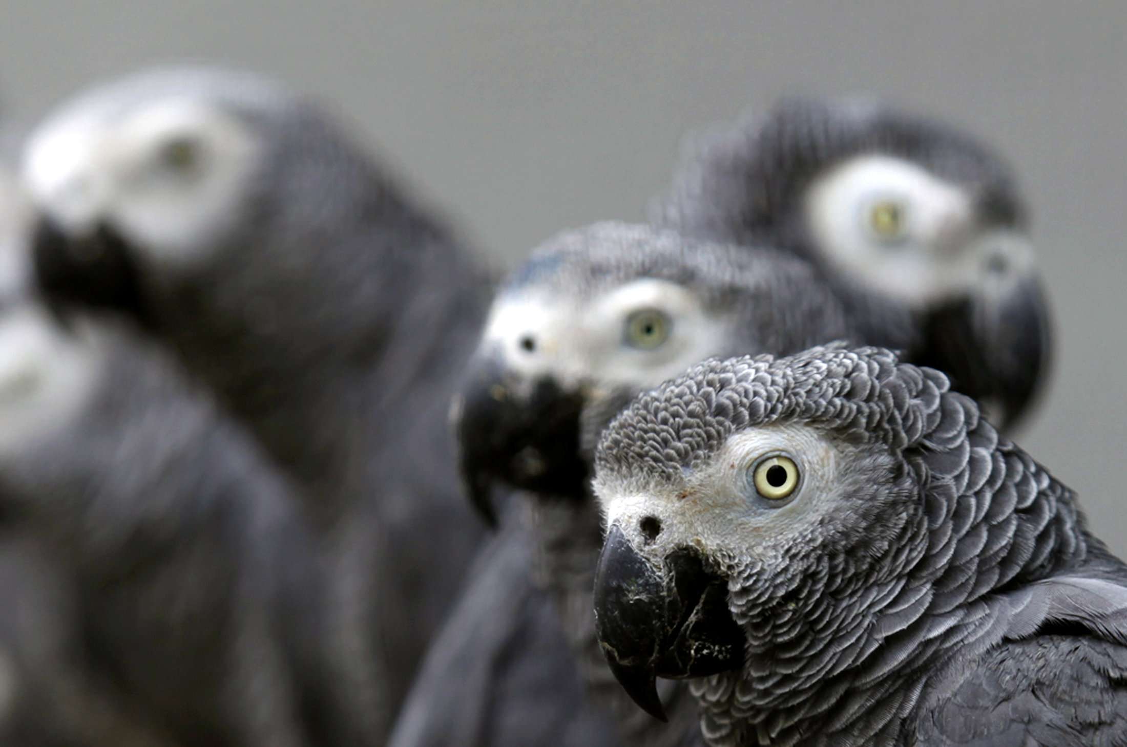 African grey parrots rescued from an illegal trader by Ugandan officials are seen at the Uganda Wildlife Education Centre in Entebbe. Photo: Reuters