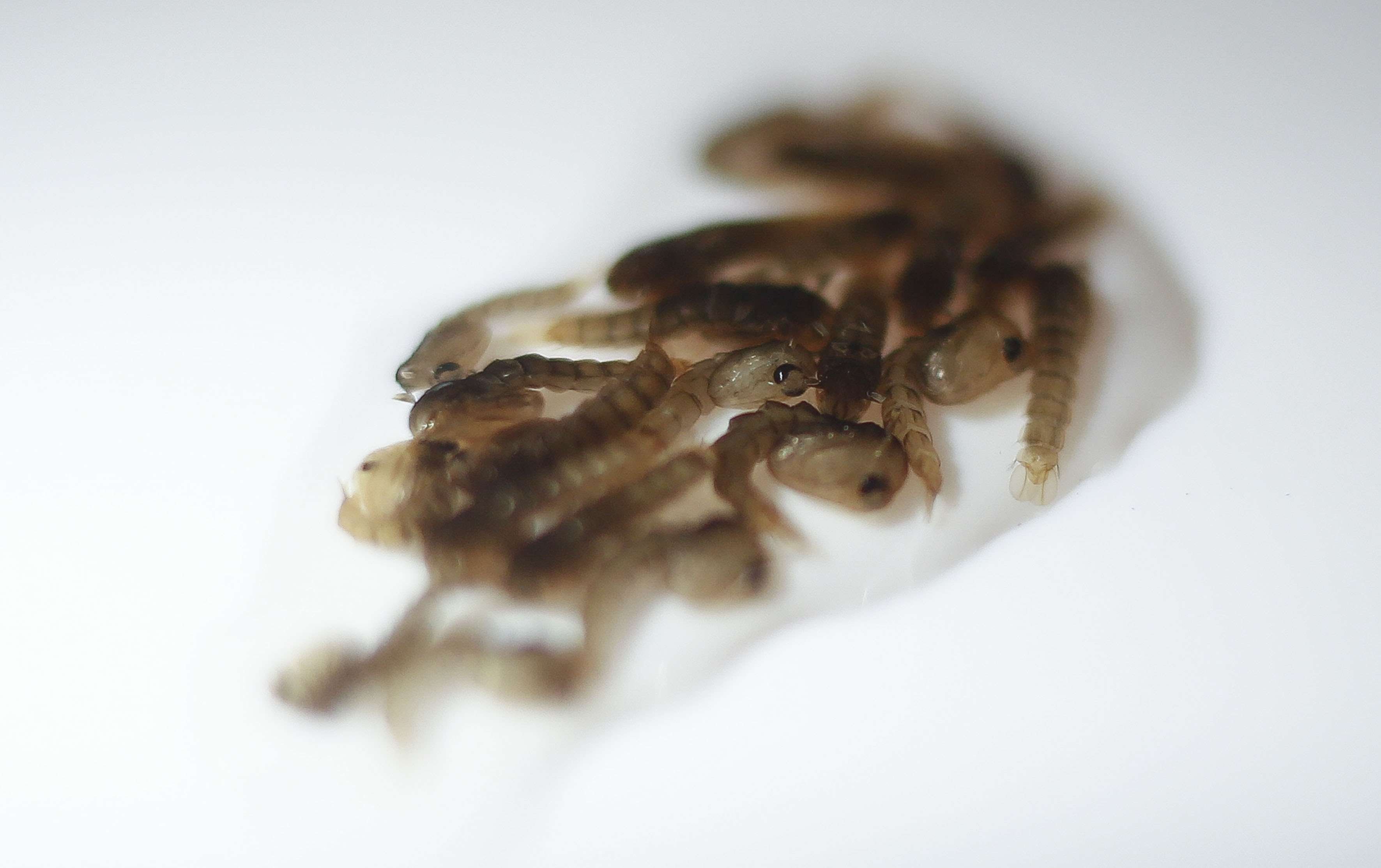 Larvae of the Aedes aegypti mosquito, infected with the Wolbachia bacteria which alters the reproductive capability of its host, are seen in a lab in Sao Paulo, Brazil, on Wednesday. Photo: AFP