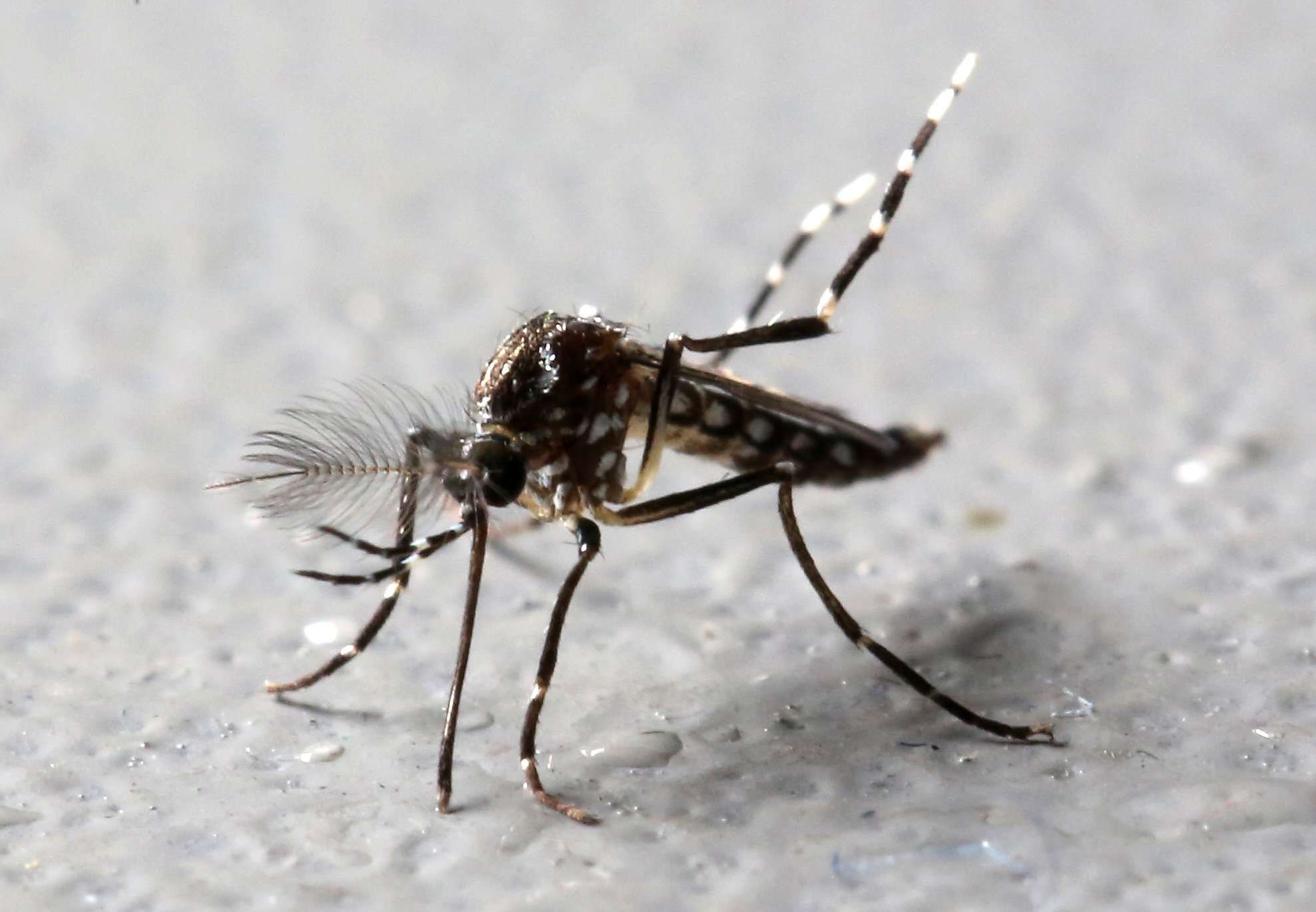 Myanmar has detected its first Zika infection. Photo: Reuters