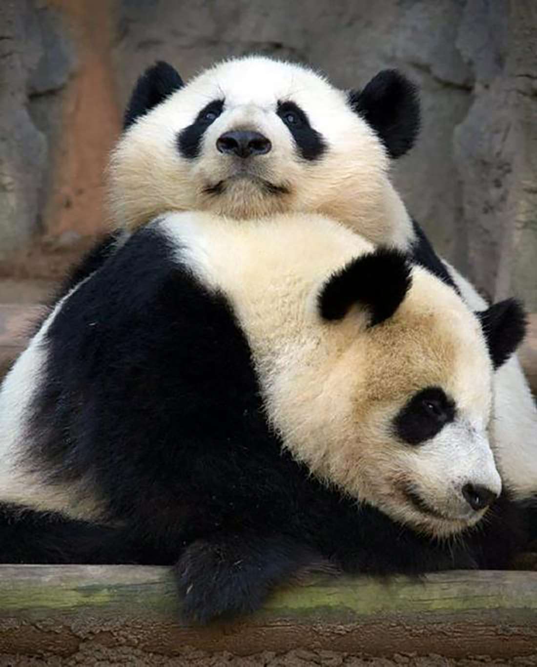 One of the young pandas brought back to China. Photo: Sina.com.cn
