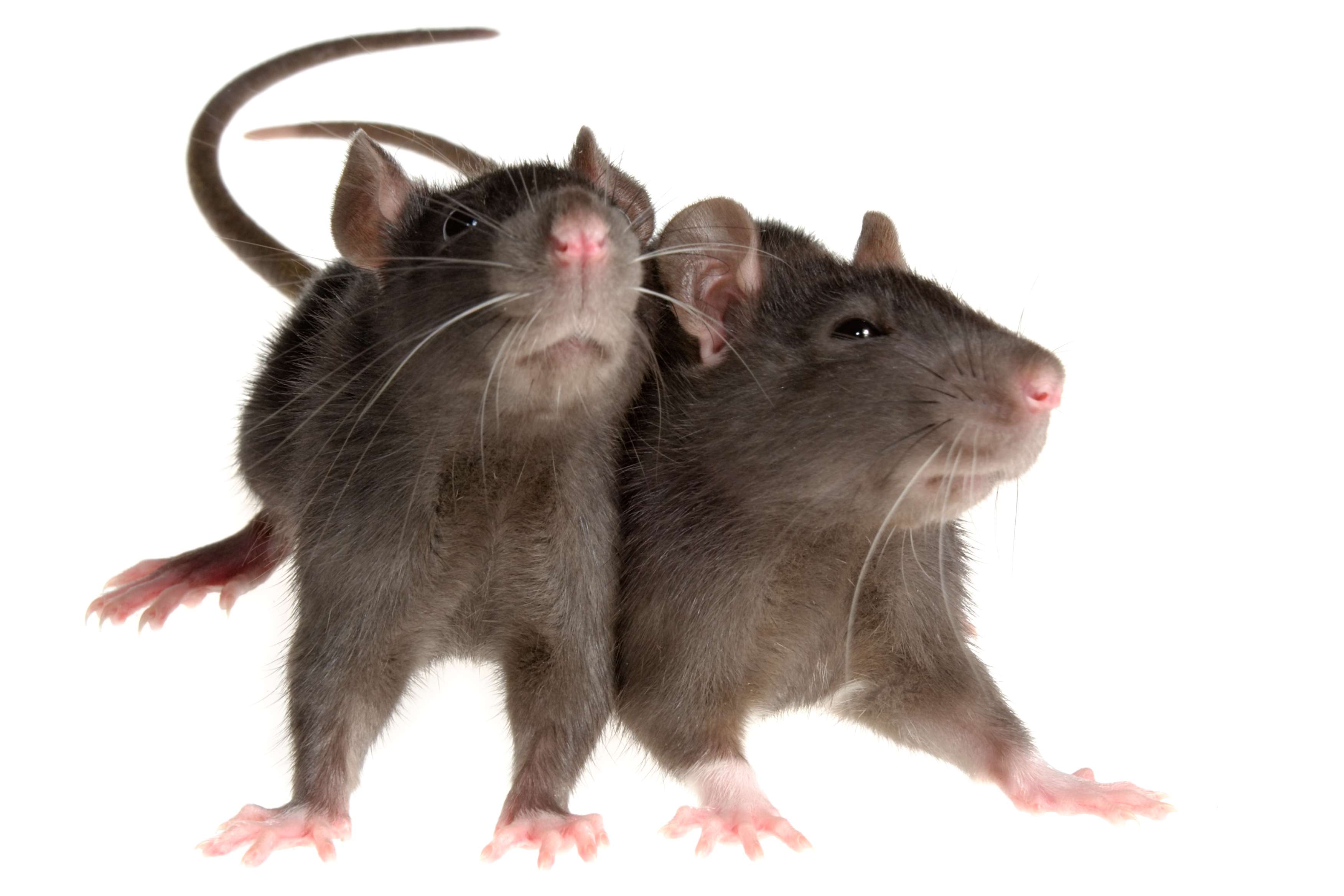 Rodents beware: Jakarta offers cash reward for live rats in vermin  clampdown