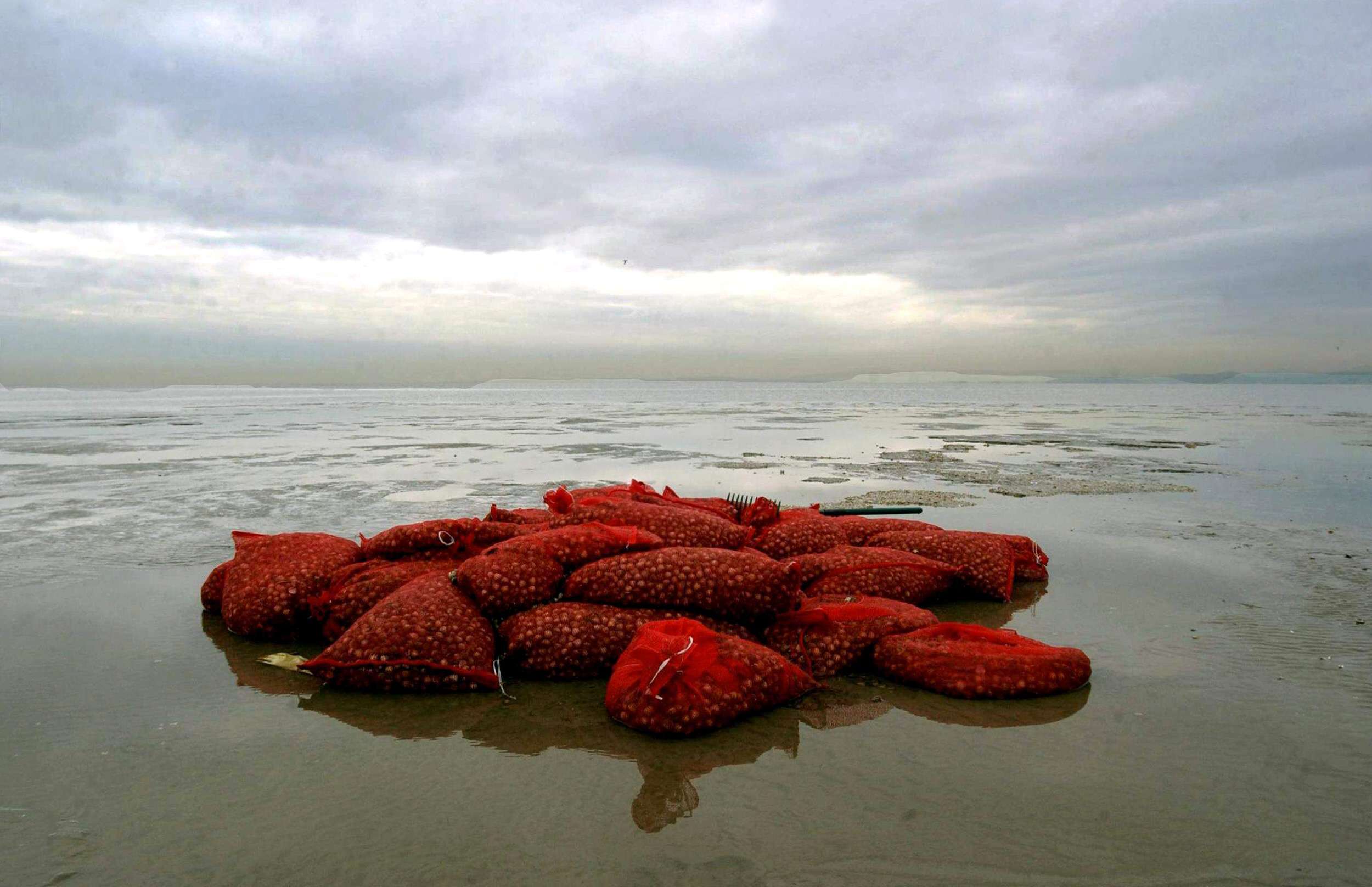 Bags of cockles lie on the beach at Morecambe Bay, more than 20 Chinese cockle pickers died in 2004. Photo: AFP