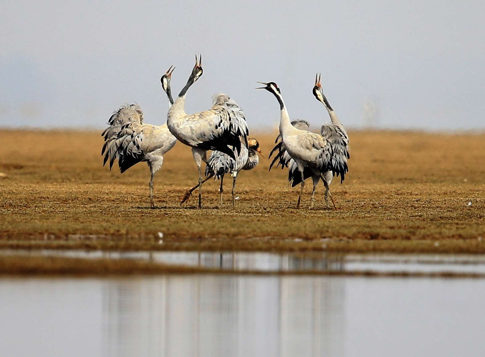 Poyang Lake’s wetlands provide a unique habitat for endangered birds. Photo: Xinhua