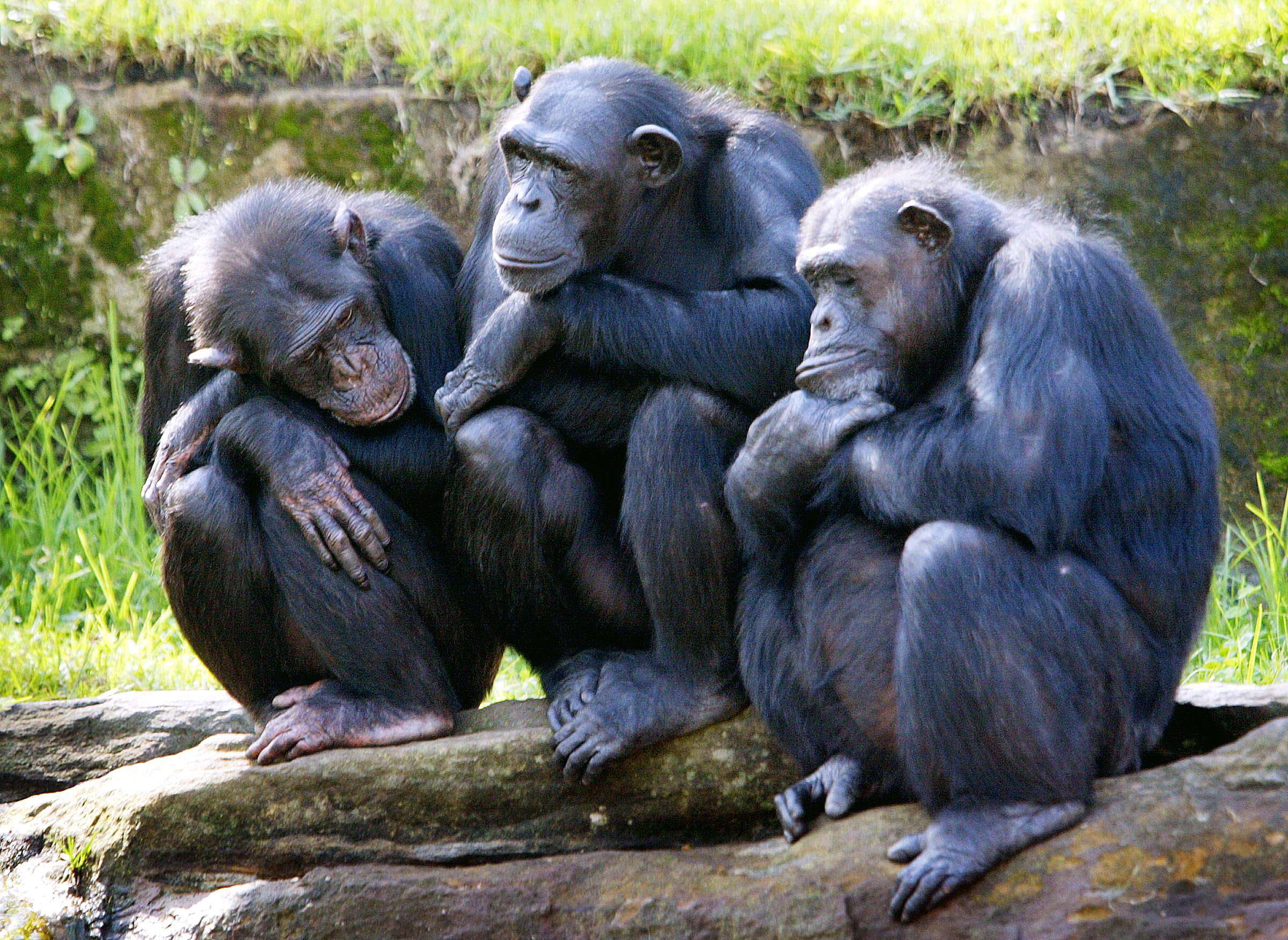 Chimpanzee Anatomy Buttocks