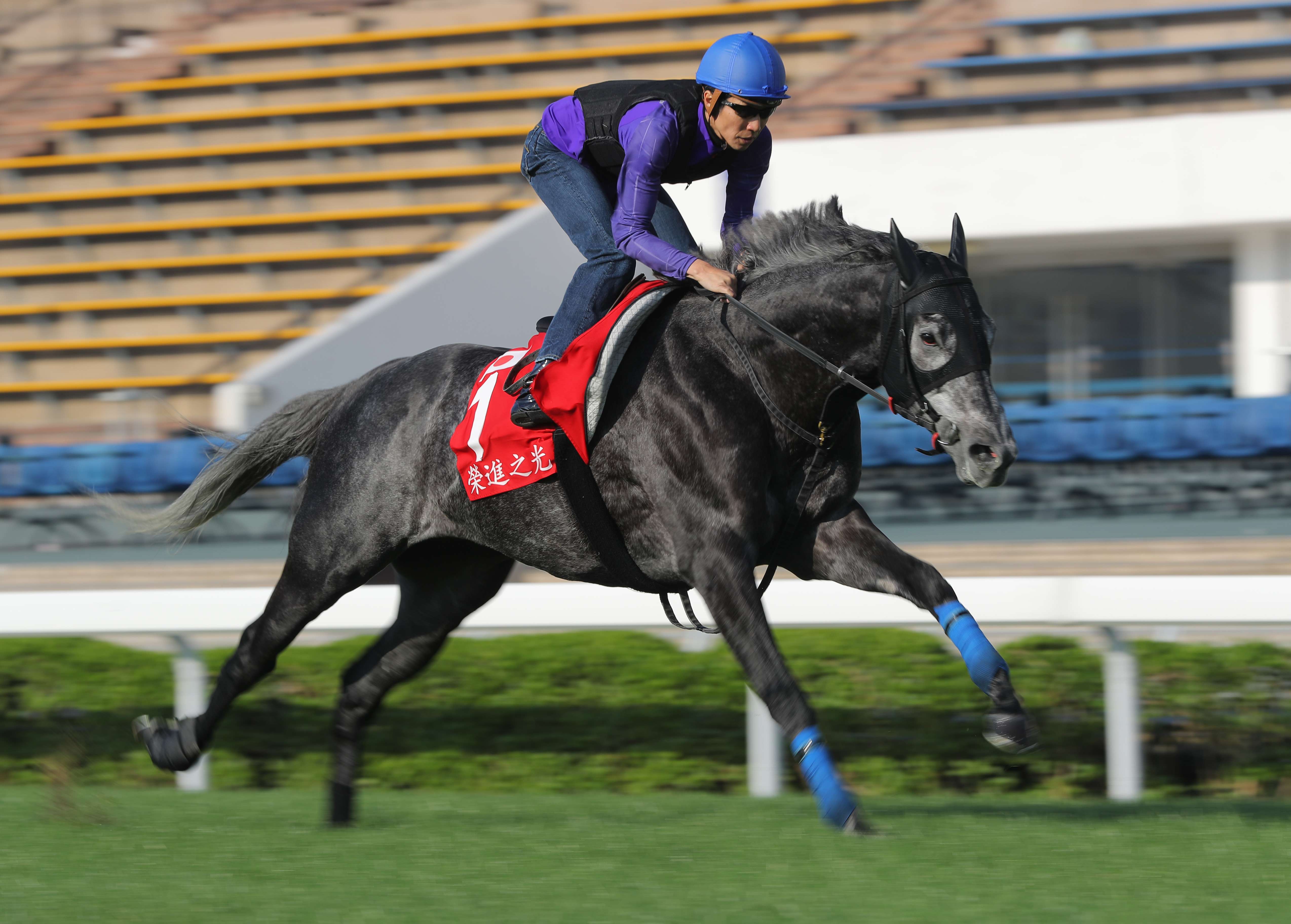A Shin Hikari stretches out in a sharp workout at Sha Tin on Thursday morning. Photos: Kenneth Chan