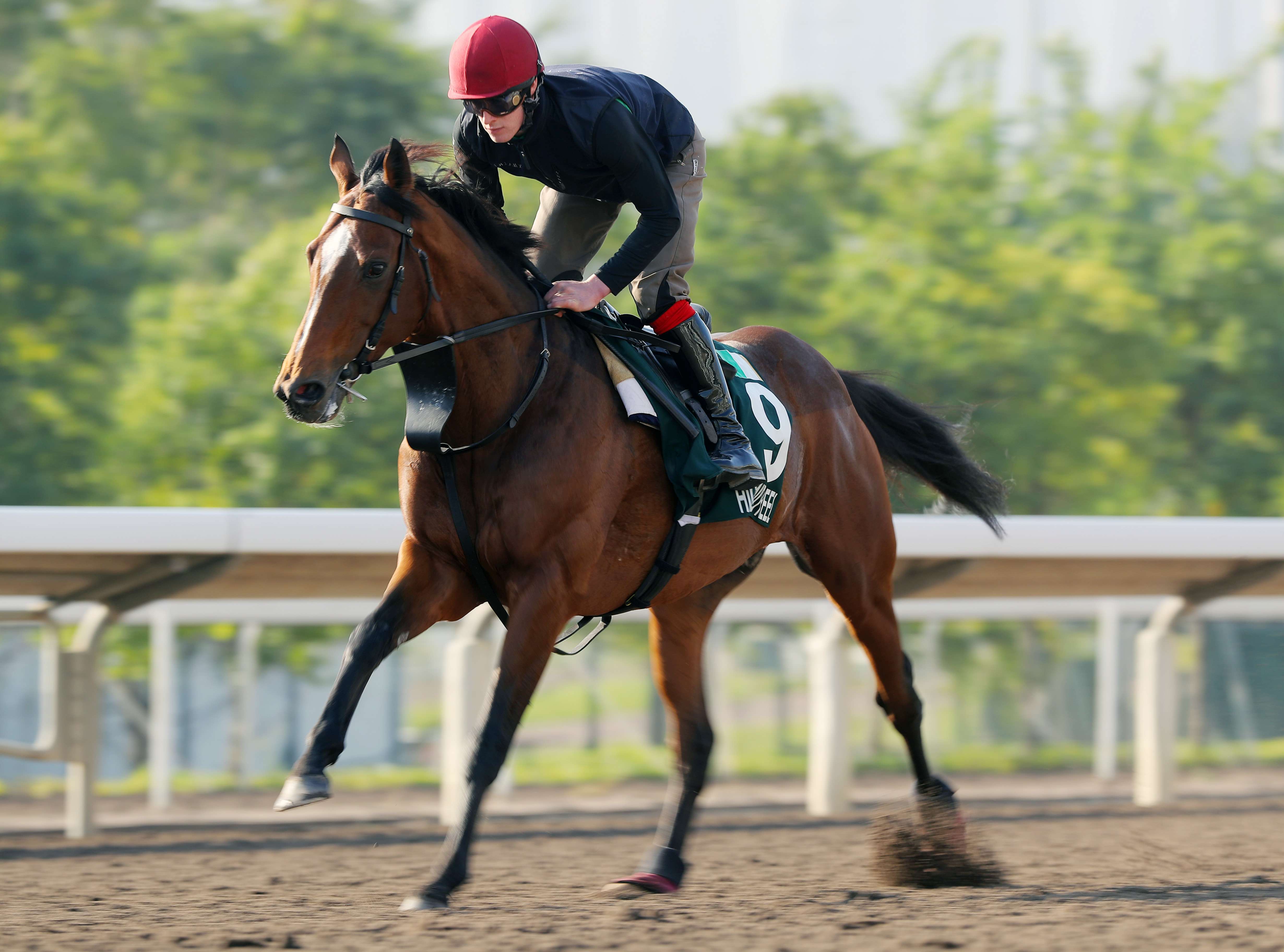 Highland Reel gallops on the all-weather track. Photos: Kenneth Chan
