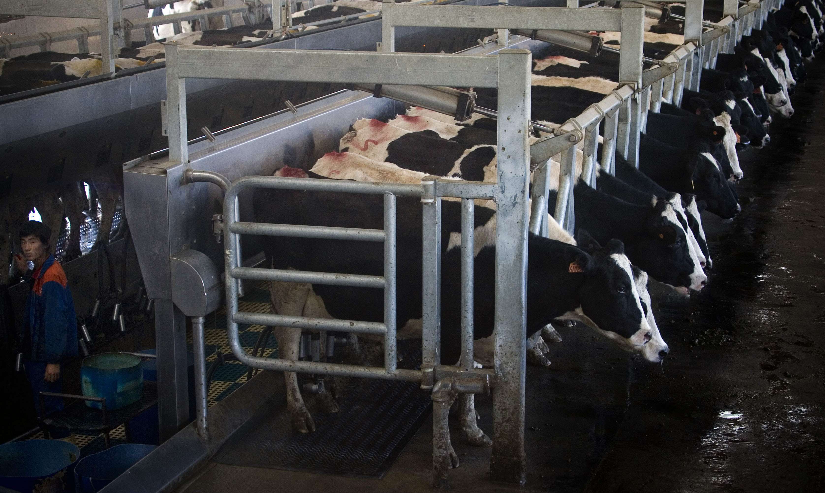 Cows get milked at a milking station owned by Mengniu in Hohhot, north China's Inner Mongolia region. Photo: AP