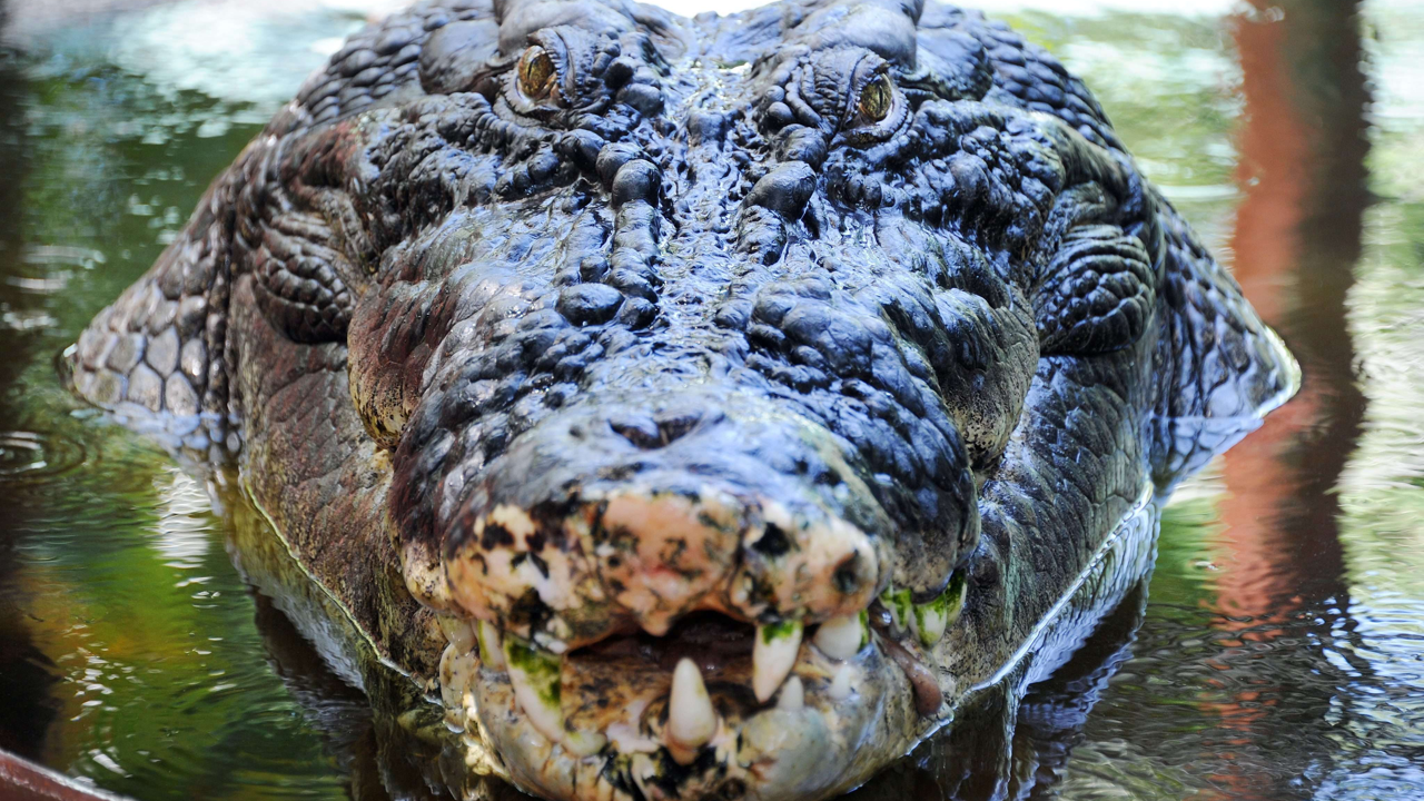 Salt water crocodile 'Cassius' is pictured in Marineland Melanisia at Green Island on the Great Barrier Reef in Queensland, Australia in 2011. Photo: EPA
