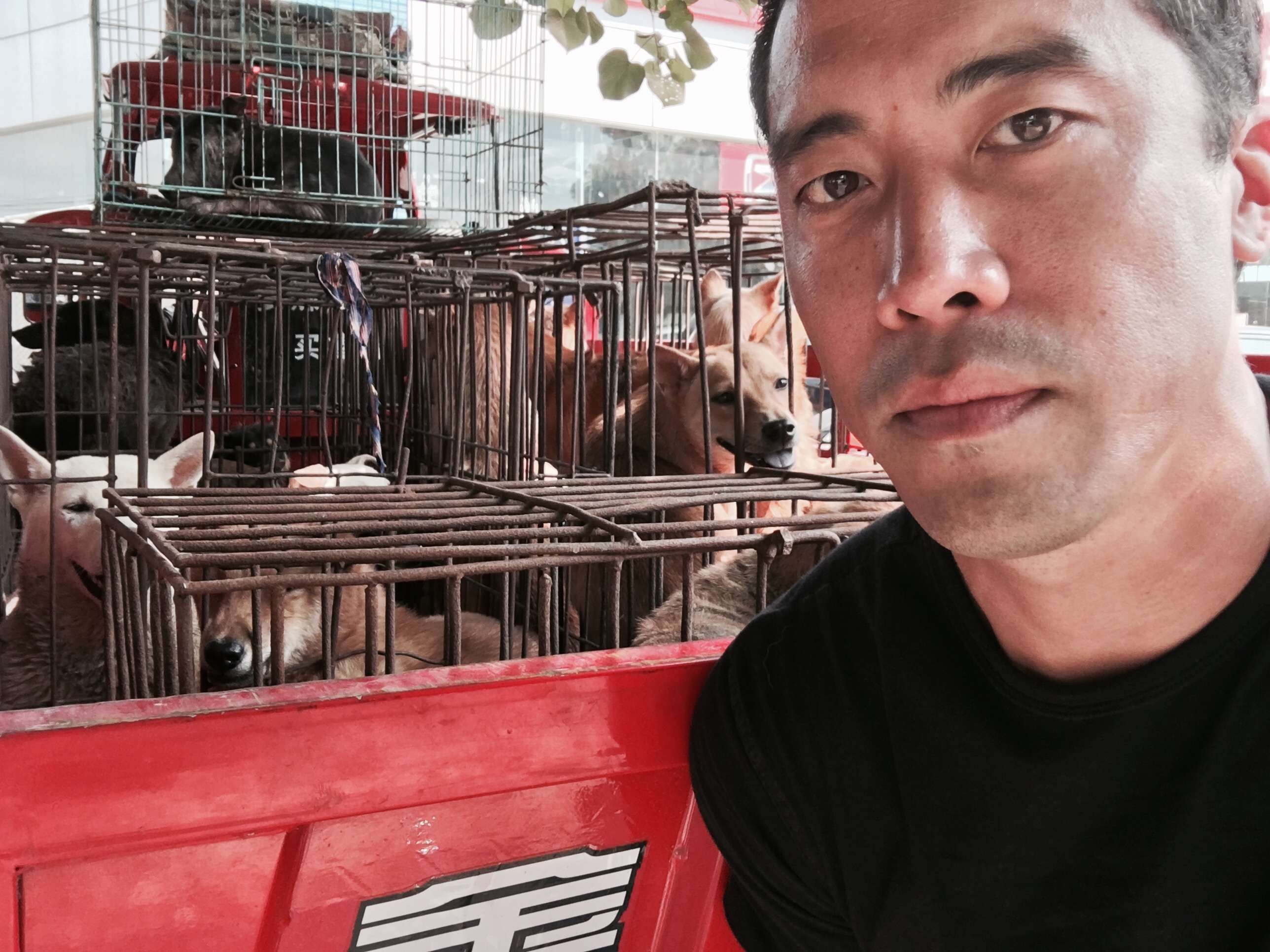 Marc Ching with some of the dogs he rescued from slaughterhouses in Yulin in June 2016. Pictures: George Knowles