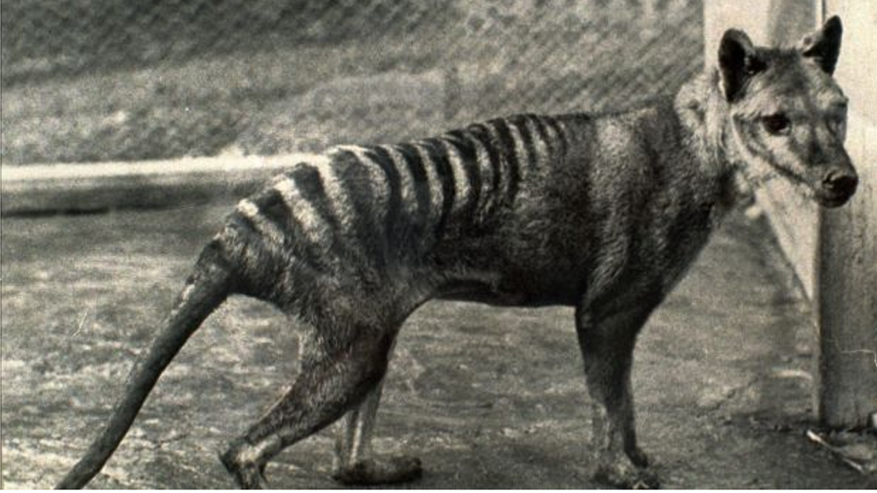 The last known Tasmanian tiger, seen in 1936, the year it died in a Hobart zoo. Photo: Tasmanian Museum