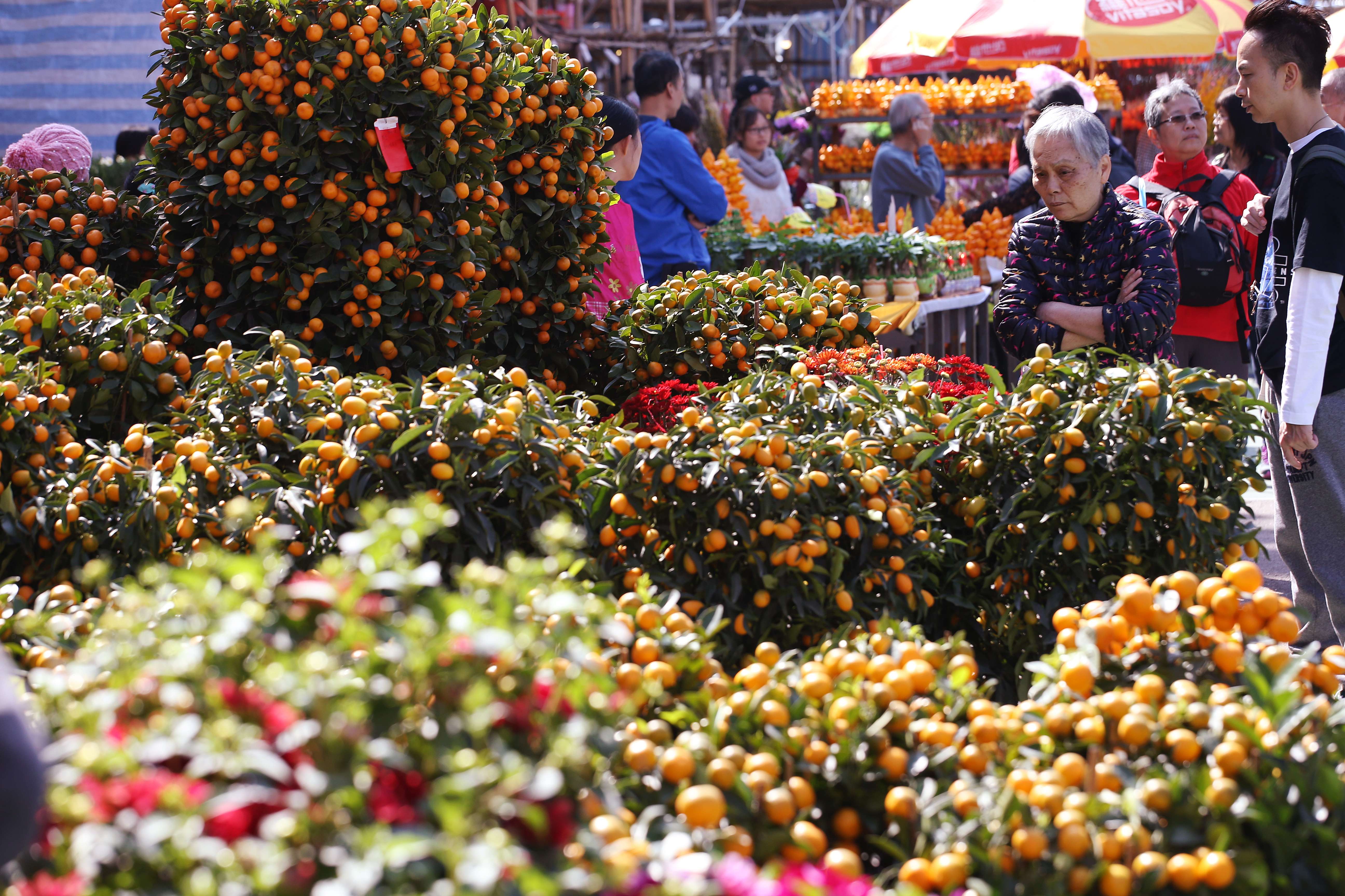Visitors choose from row upon row of kumquat trees at the New Year Fair in Victoria Park, on January 22. Photo: Felix Wong