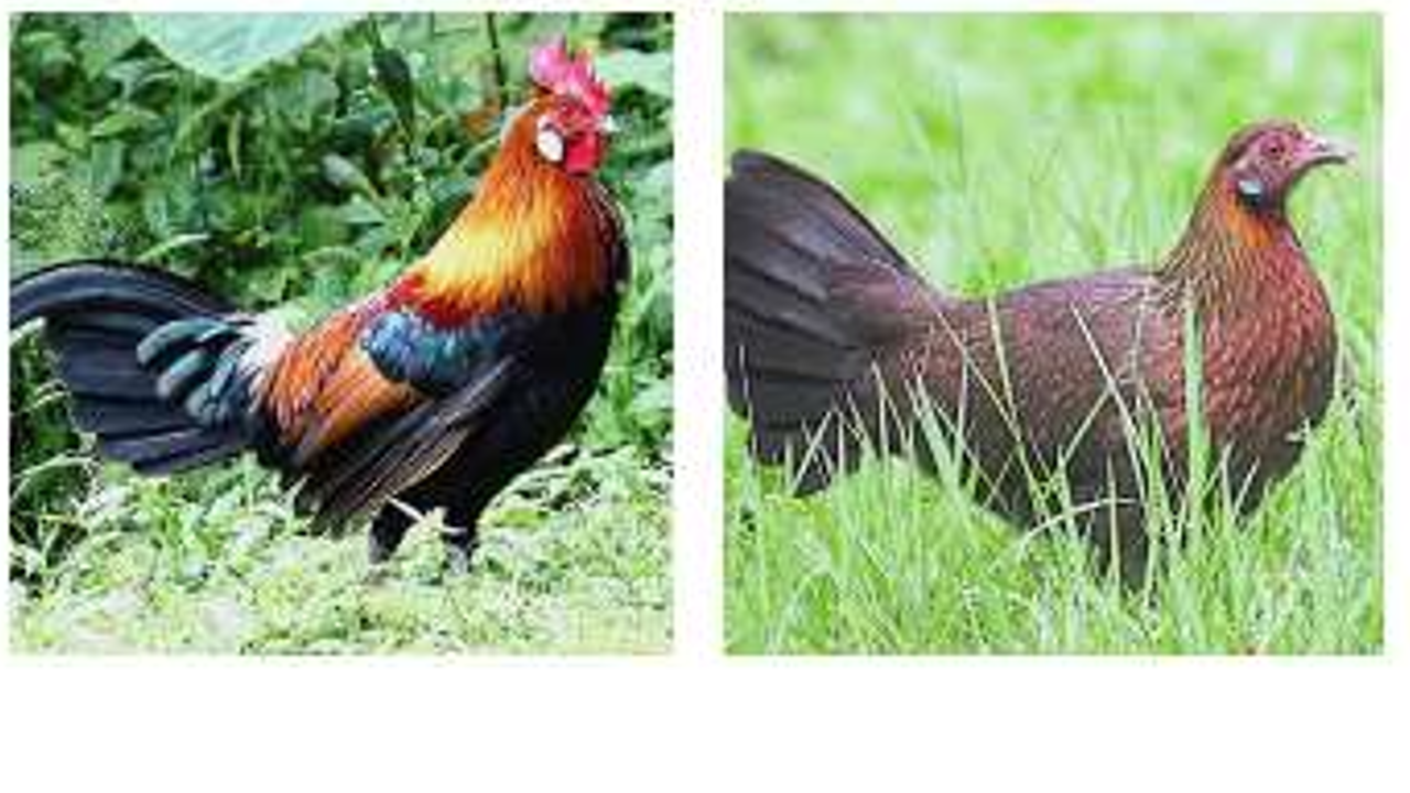 The male jungle fowl (left) and the female (right) are getting fewer in number. Photo: The Star