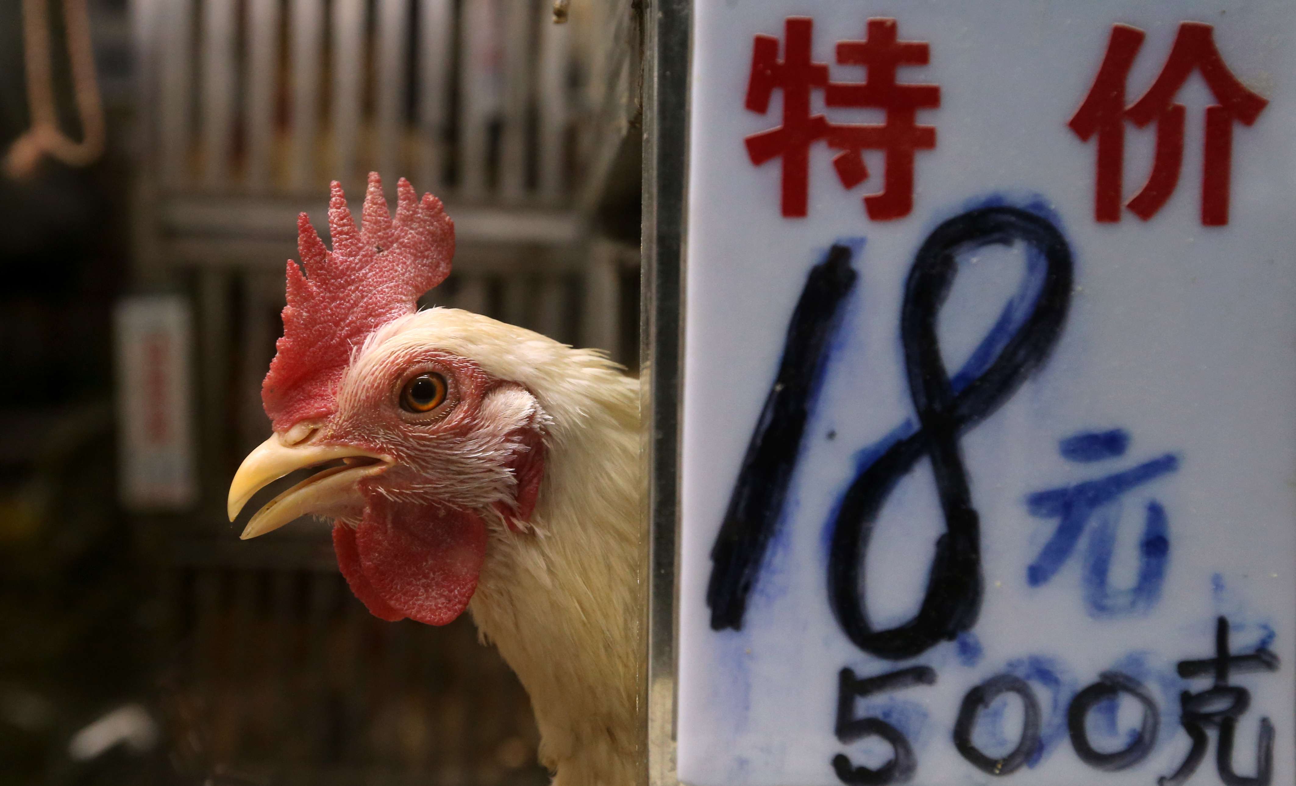 Guangzhou officials report that more than 30 per cent of live poultry markets are infected with bird flu. Photo: SCMP Pictures