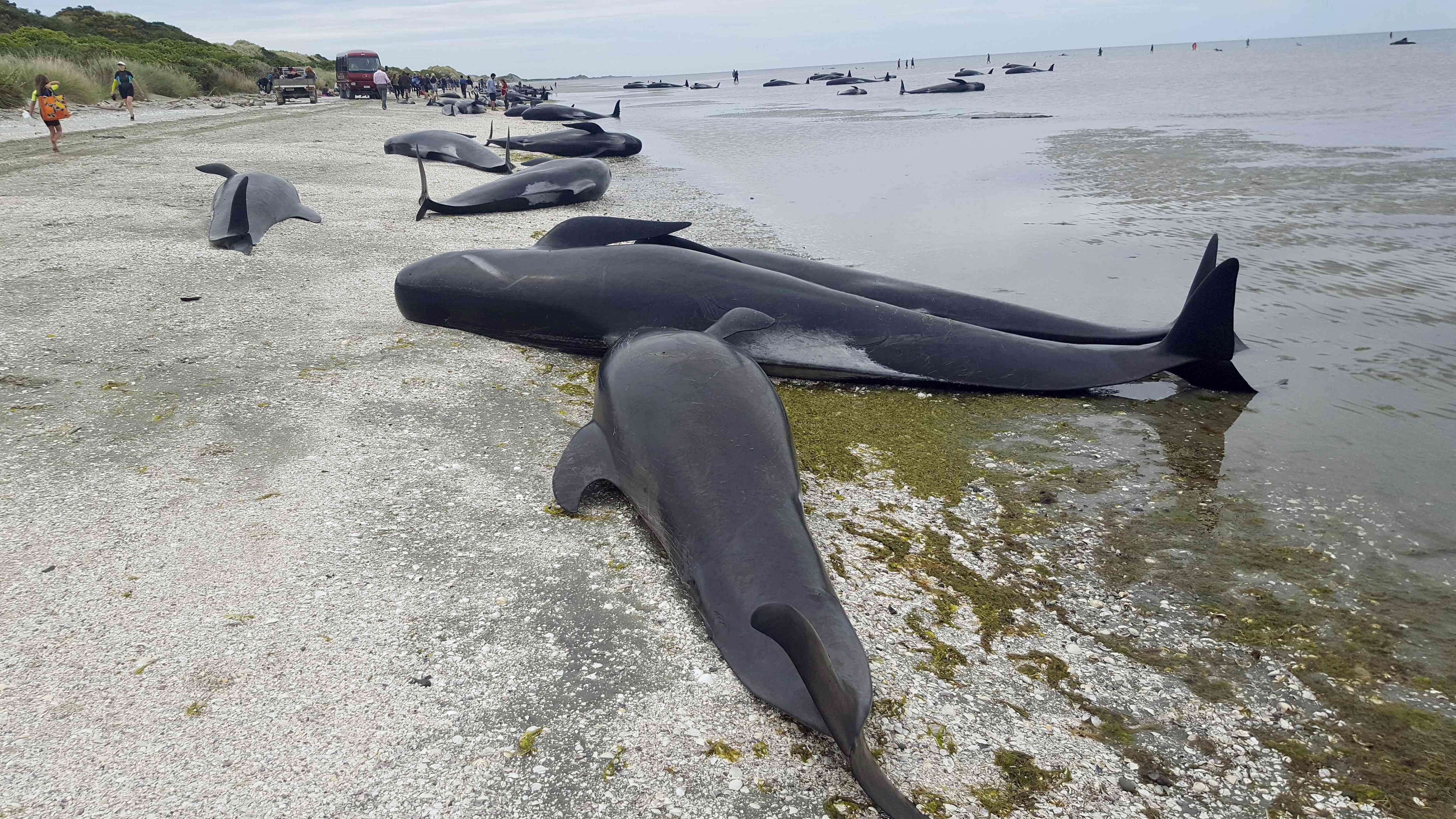 New Zealand whales: Authorities to move 300 carcasses - BBC News