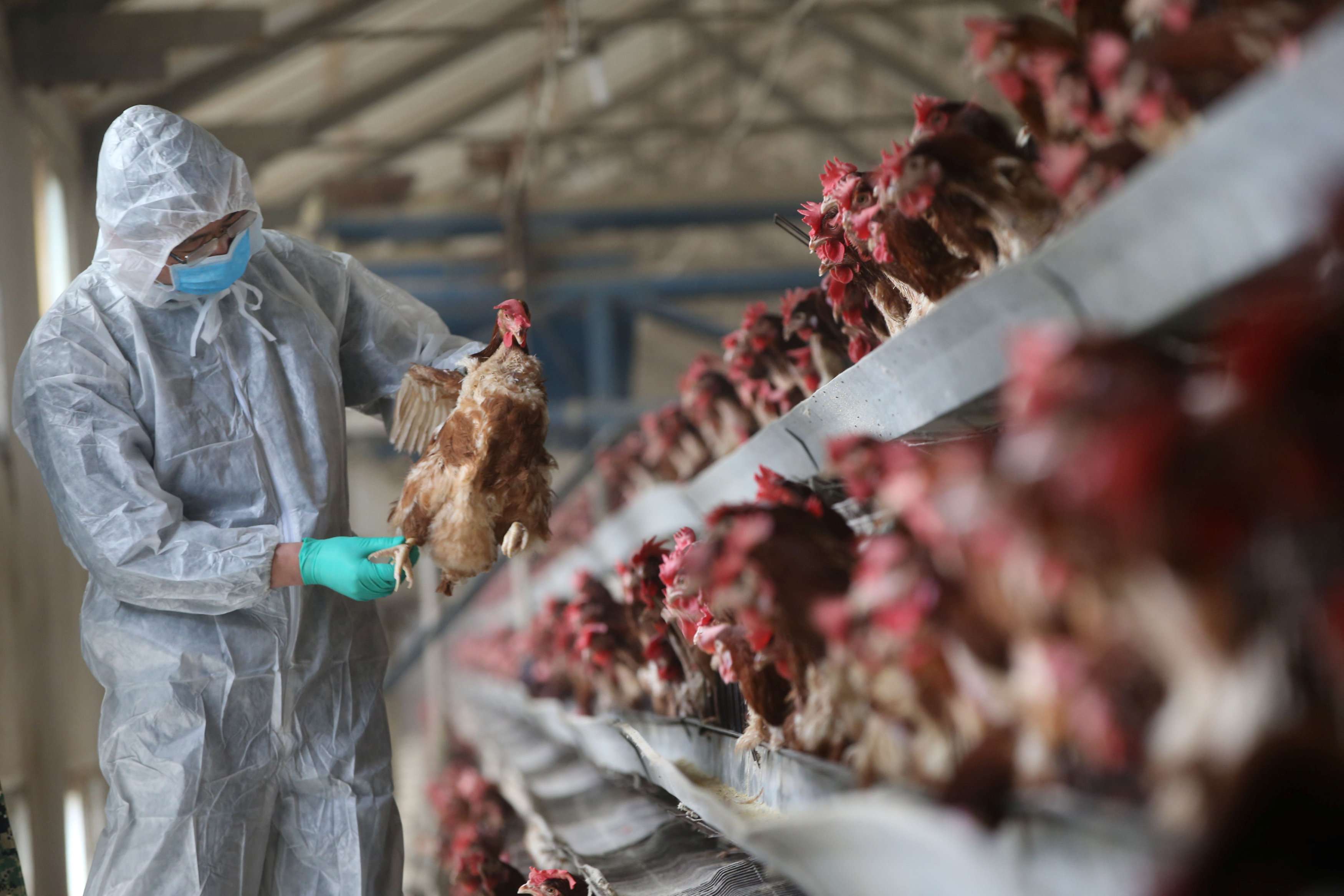 About 10 per cent of samples from Guangdong farms in January tested positive for H7. Photo: Reuters